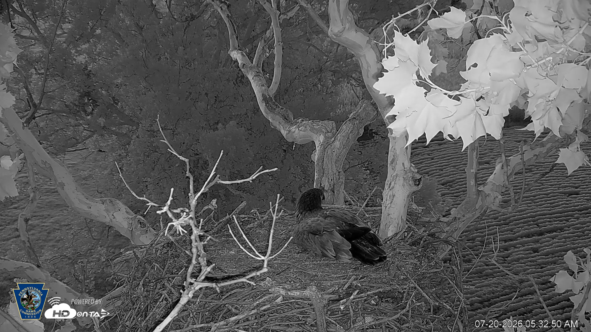 Snapshot of PA Farm Country Eagles Live Cams taken Jul 20, 2026, 5:33am EDT