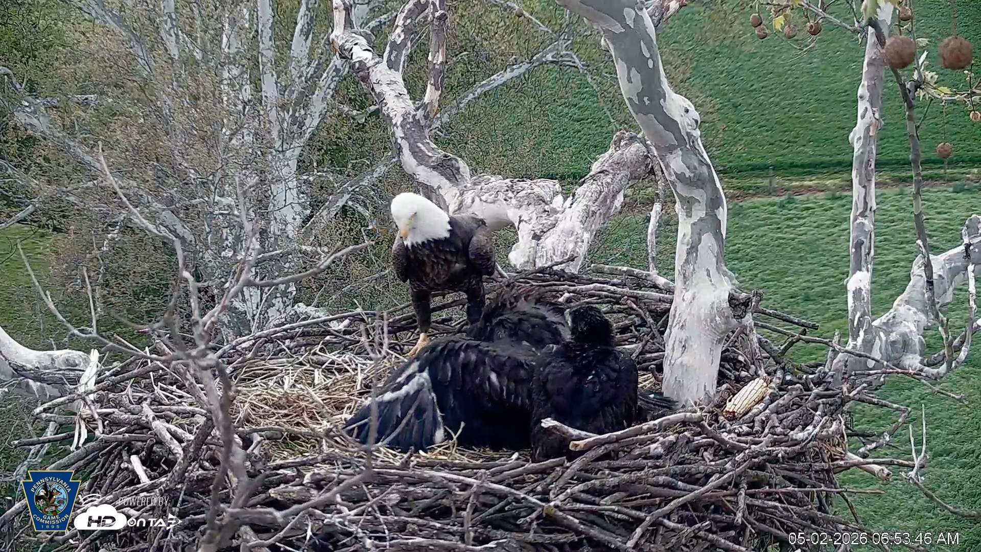 Snapshot of PA Farm Country Eagles Live Cams taken May 2, 2026, 6:59am EDT