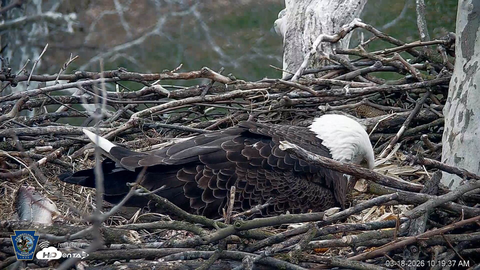 Snapshot of PA Farm Country Eagles Live Cams taken Mar 18, 2026, 10:20am EDT