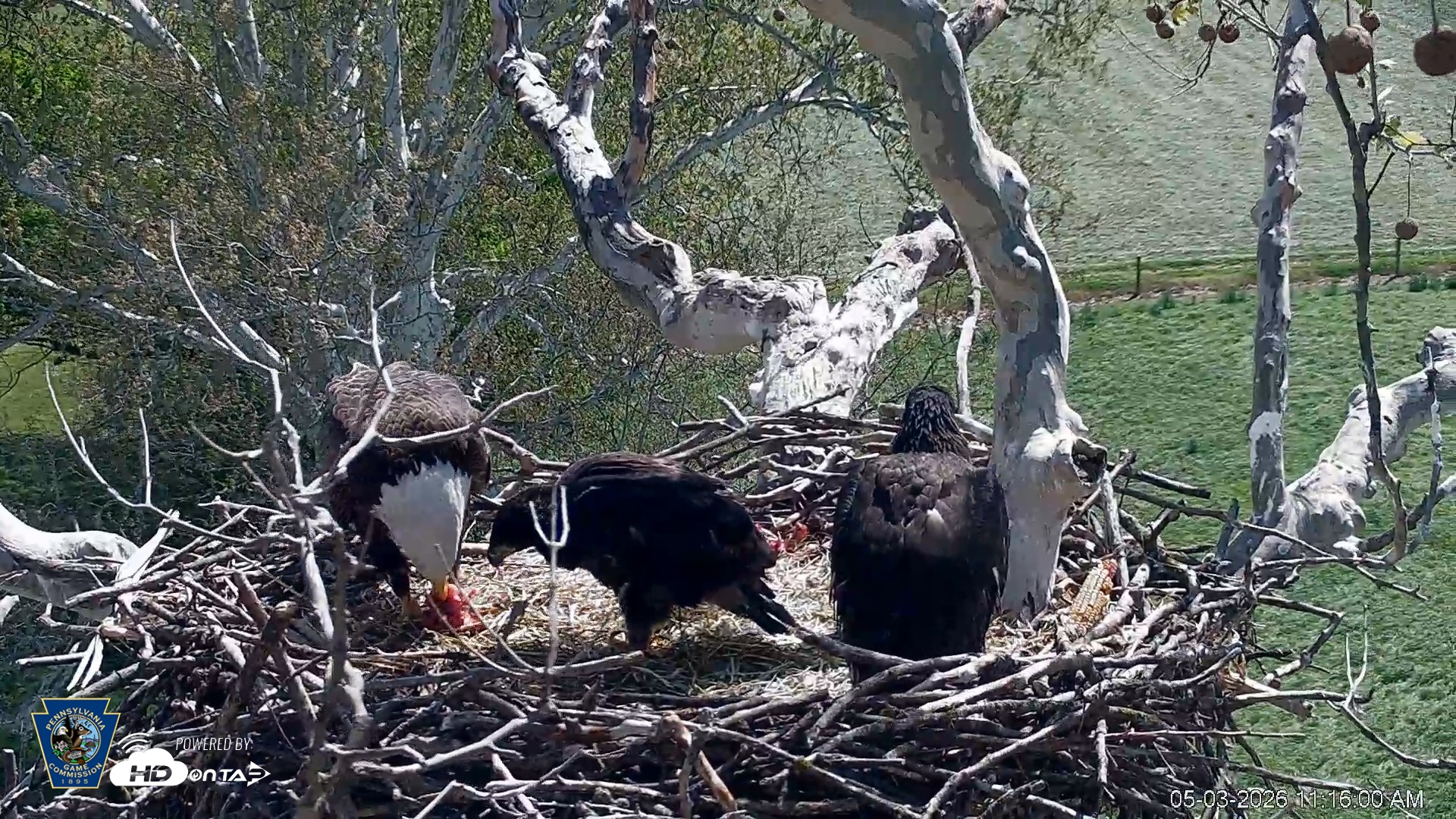 Snapshot of PA Farm Country Eagles Live Cams taken May 3, 2026, 11:16am EDT