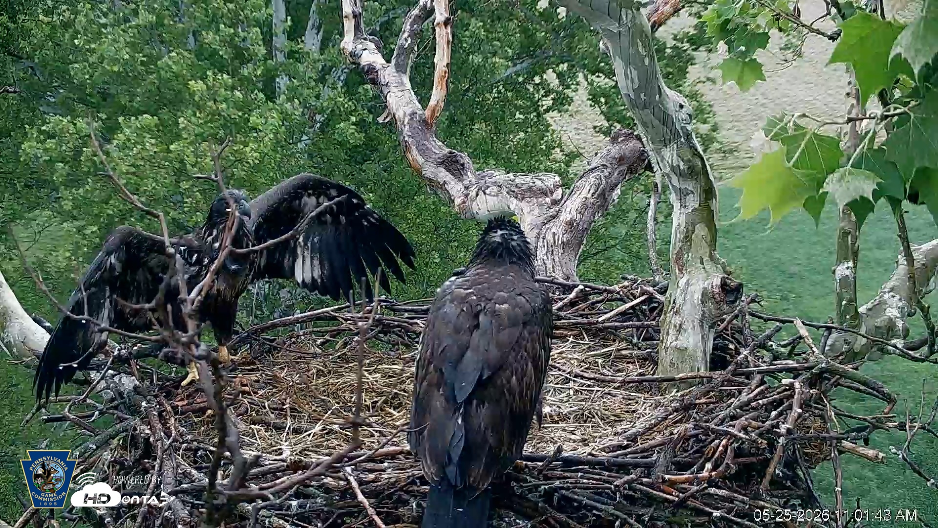 Snapshot of PA Farm Country Eagles Live Cams taken May 25, 2026, 11:02am EDT