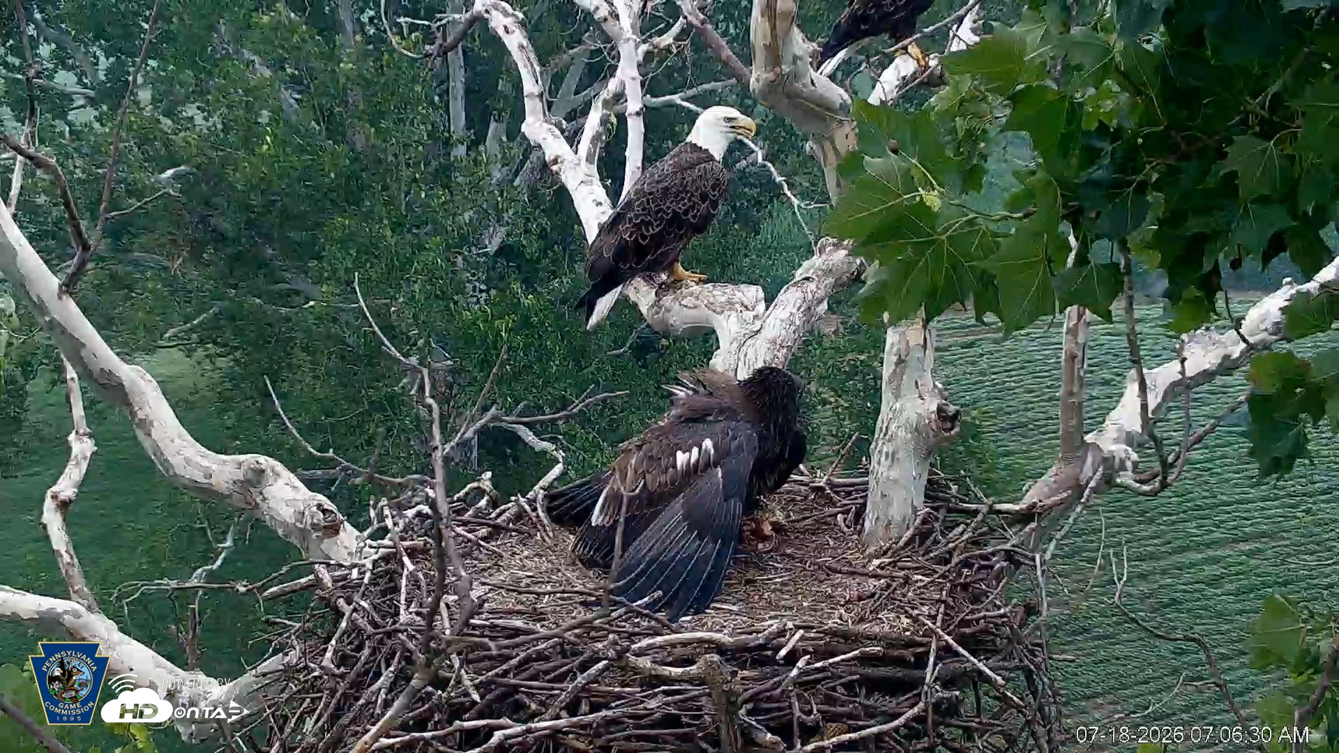 Snapshot of PA Farm Country Eagles Live Cams taken Jul 18, 2026, 7:07am EDT