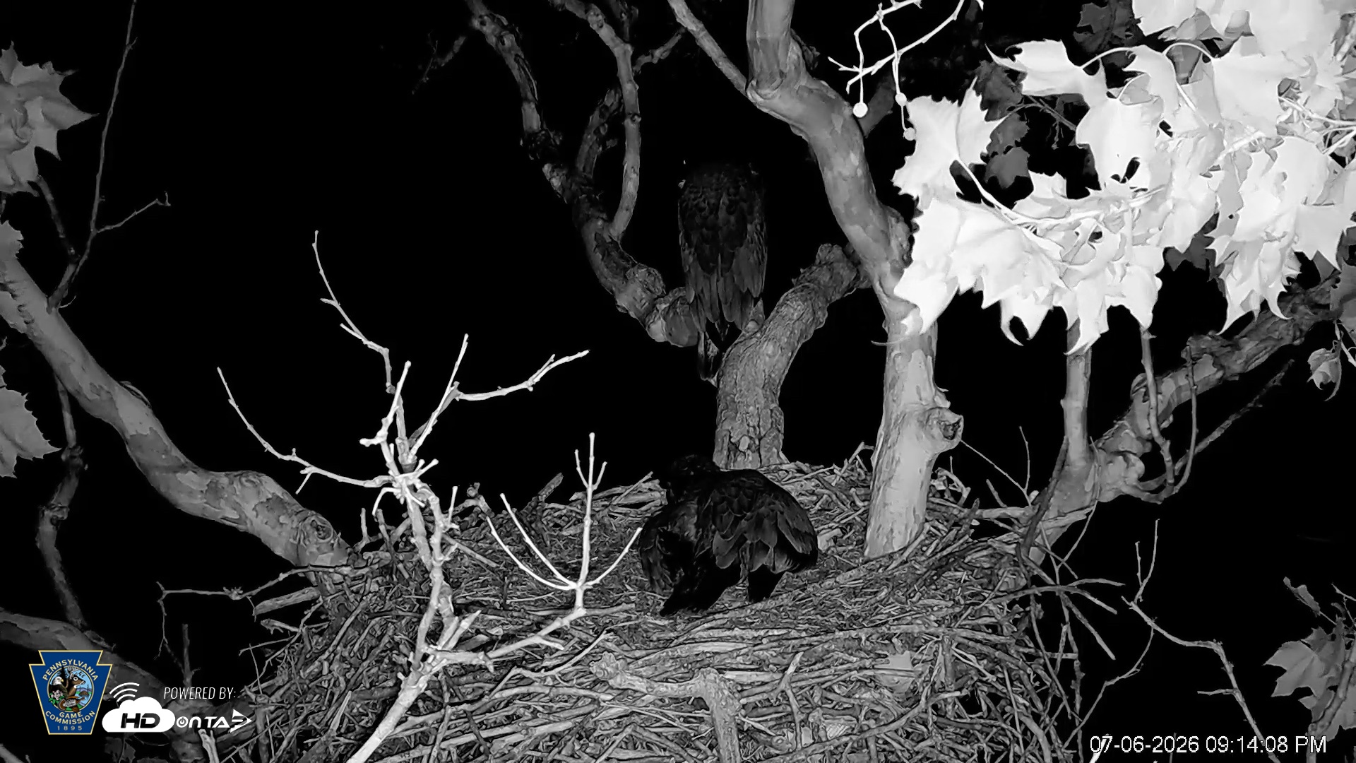 Snapshot of PA Farm Country Eagles Live Cams taken Jul 6, 2026, 9:16pm EDT