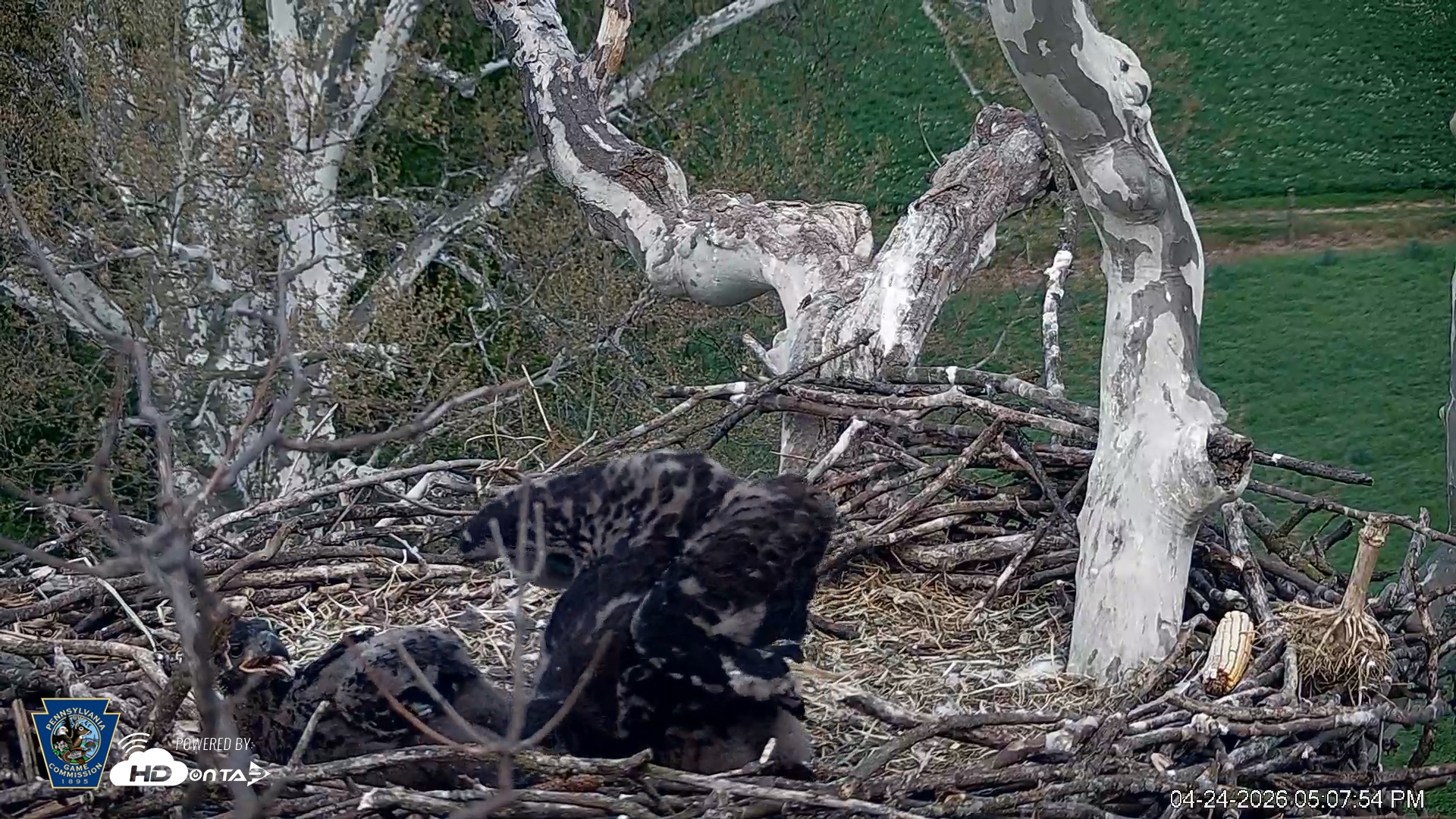 Snapshot of PA Farm Country Eagles Live Cams taken Apr 24, 2026, 5:08pm EDT