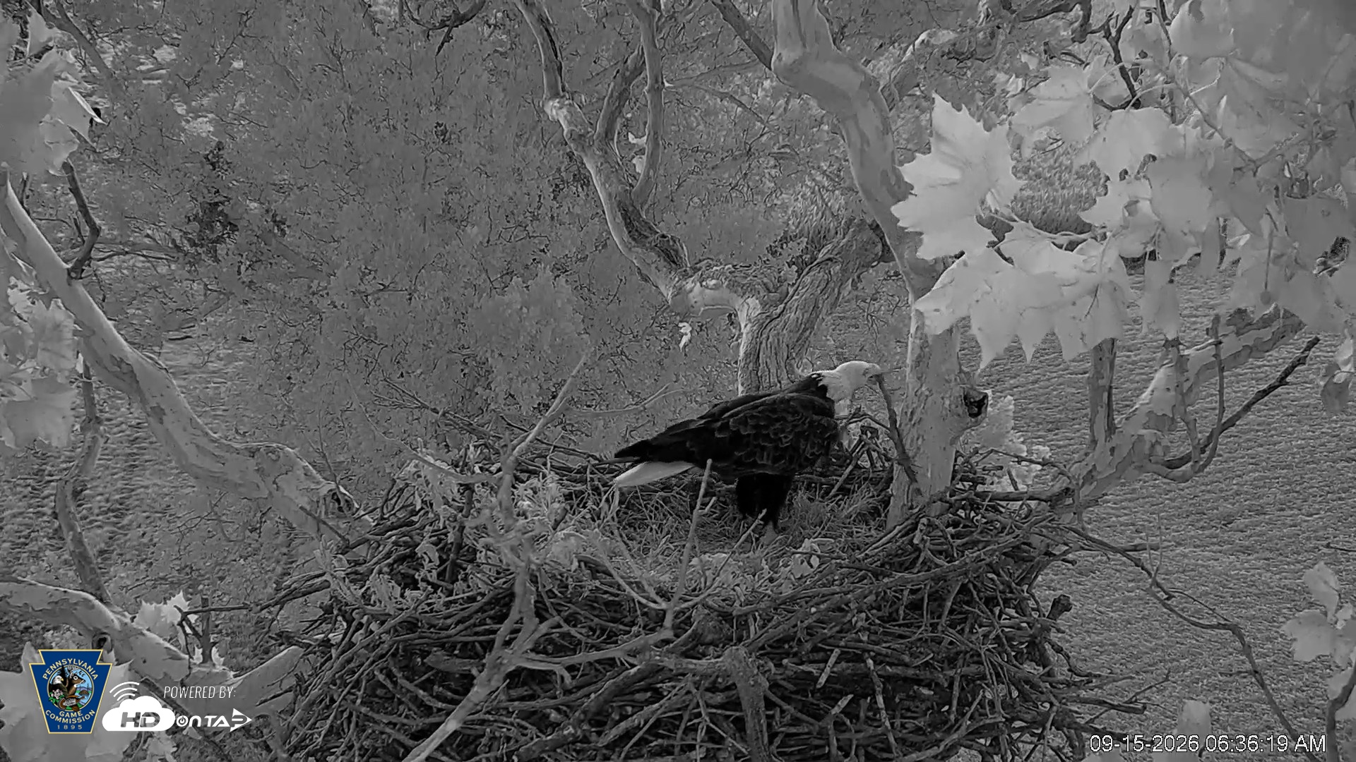 Snapshot of PA Farm Country Eagles Live Cams taken Sep 15, 2026, 6:37am EDT