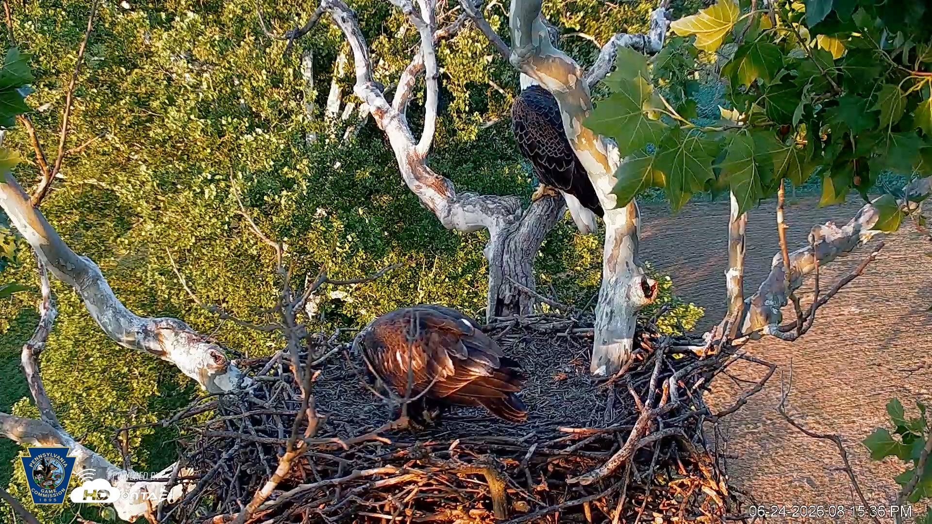 Snapshot of PA Farm Country Eagles Live Cams taken Jun 24, 2026, 8:16pm EDT