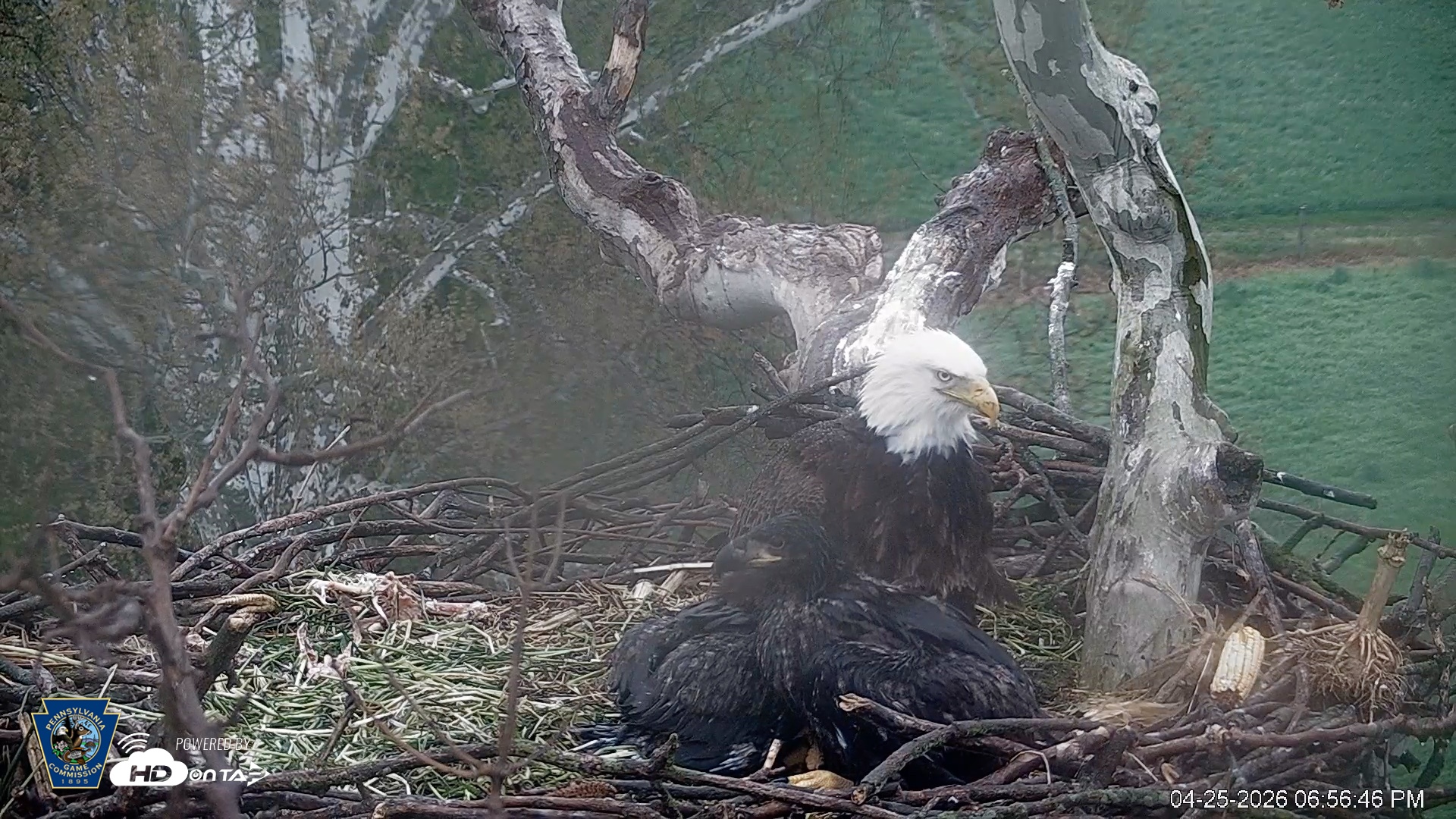 Snapshot of PA Farm Country Eagles Live Cams taken Apr 25, 2026, 6:57pm EDT