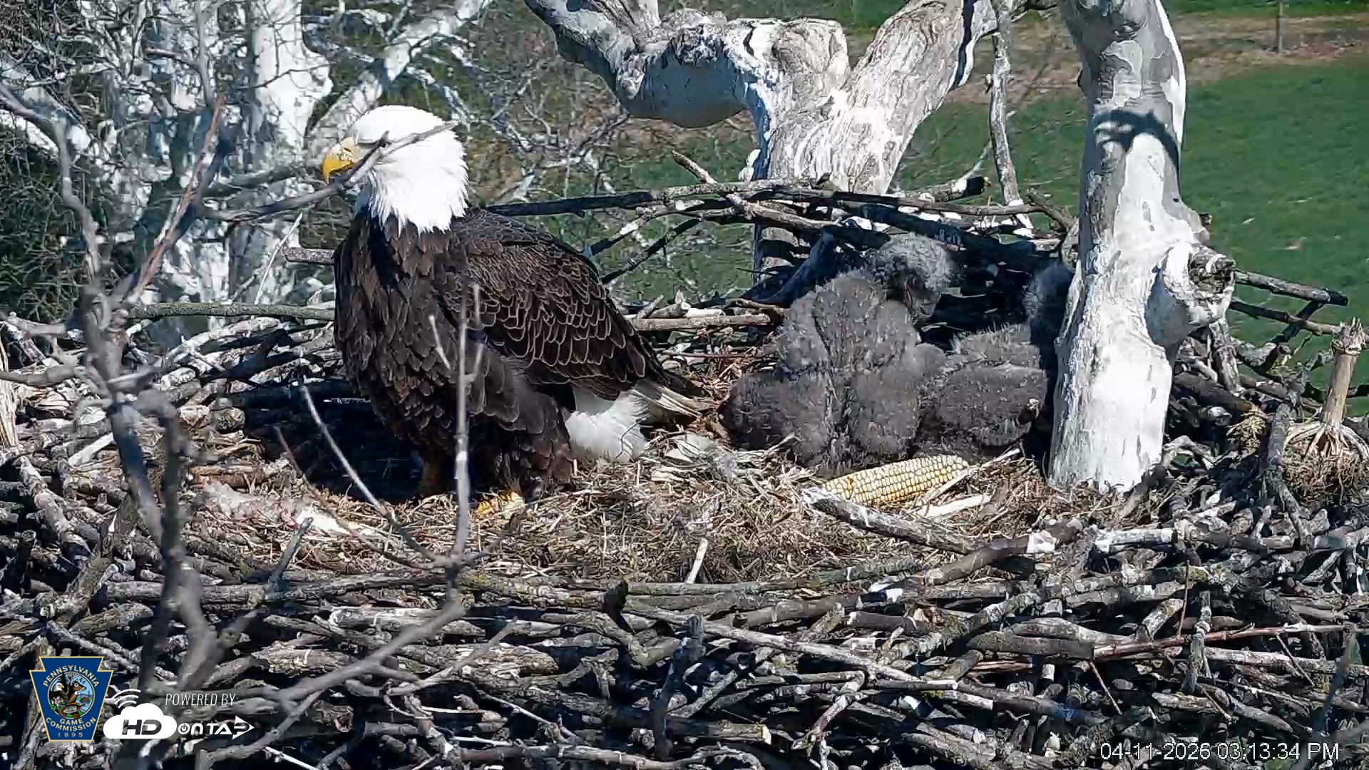 Snapshot of PA Farm Country Eagles Live Cams taken Apr 11, 2026, 3:14pm EDT