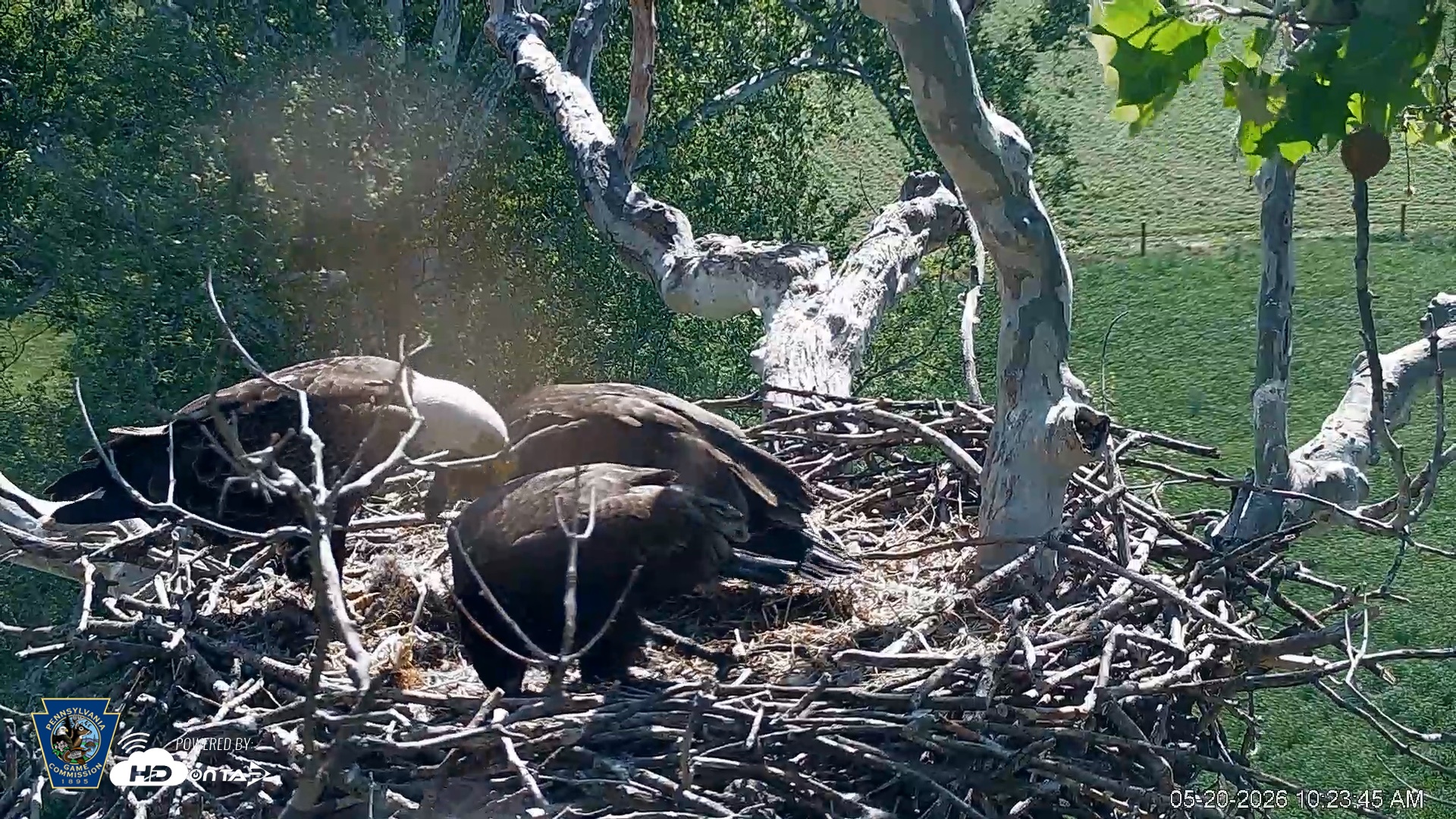 Snapshot of PA Farm Country Eagles Live Cams taken May 20, 2026, 10:24am EDT
