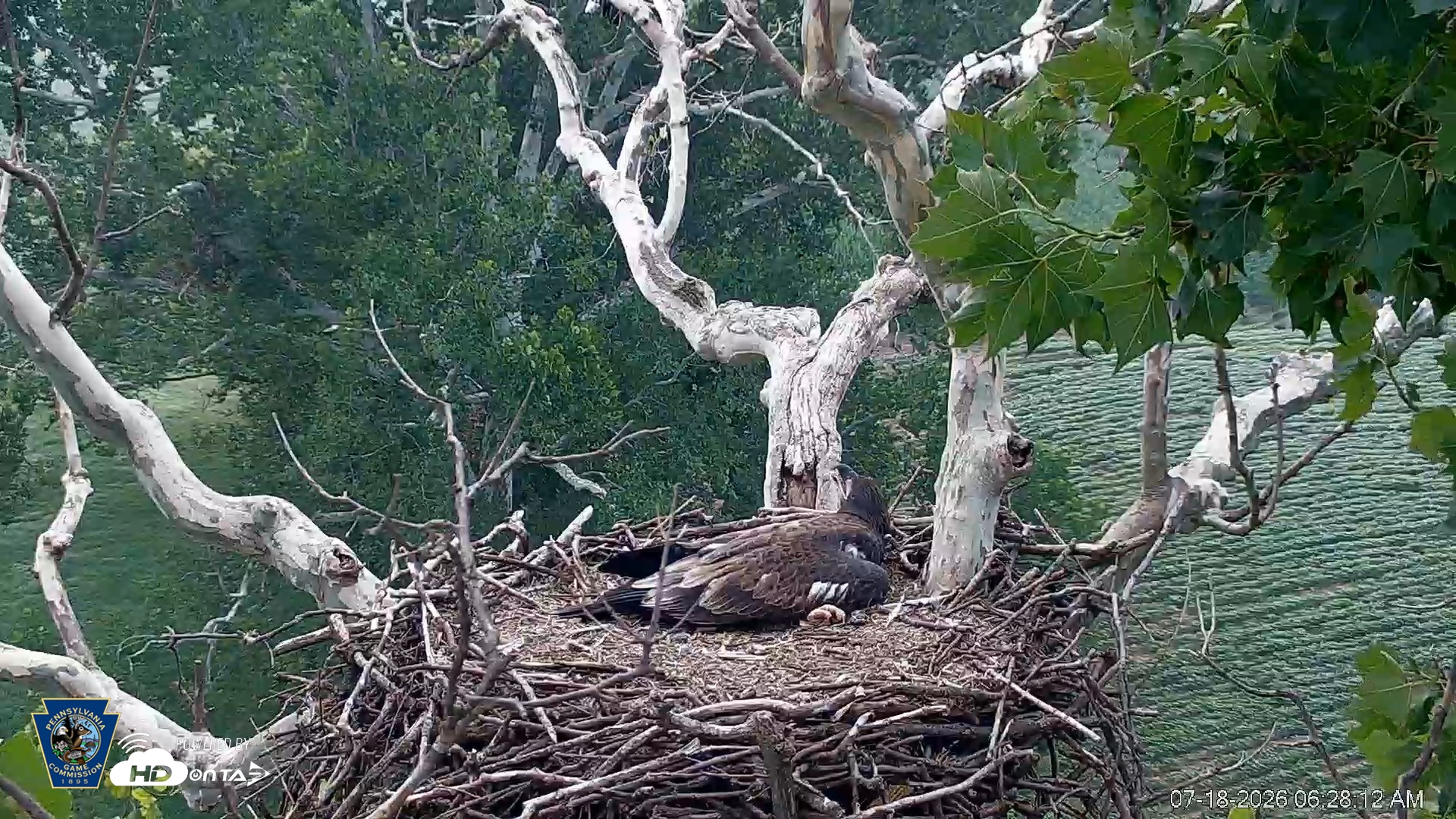 Snapshot of PA Farm Country Eagles Live Cams taken Jul 18, 2026, 6:28am EDT