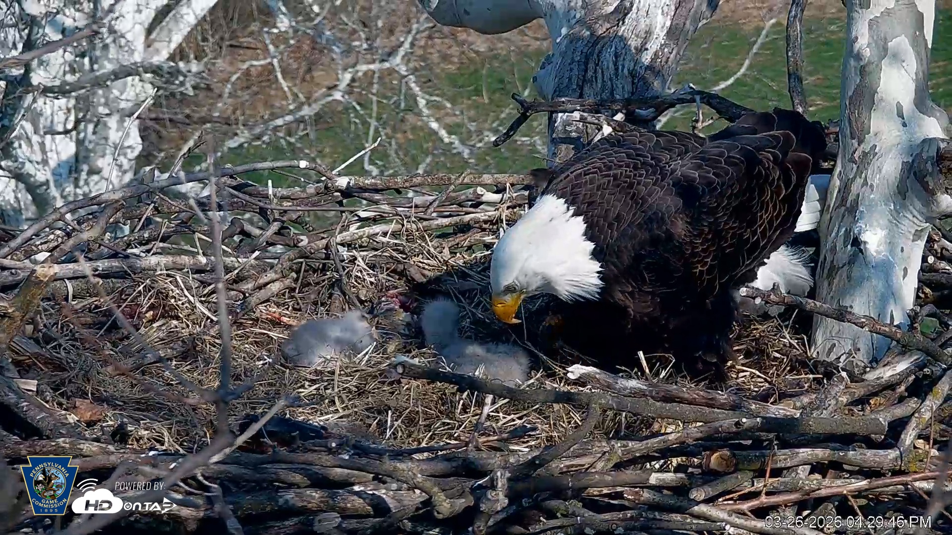 Snapshot of PA Farm Country Eagles Live Cams taken Mar 26, 2026, 4:30pm EDT