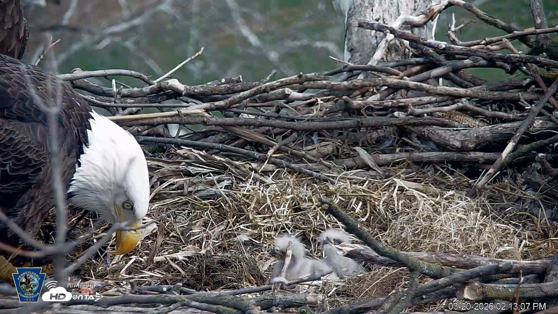 Snapshot of PA Farm Country Eagles Live Cams taken Mar 20, 2026, 2:13pm EDT
