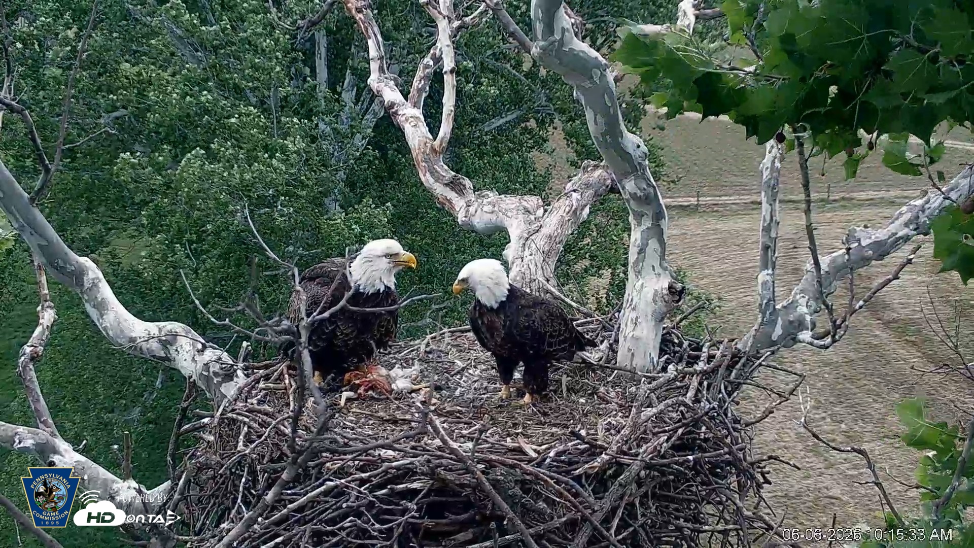 Snapshot of PA Farm Country Eagles Live Cams taken Jun 6, 2026, 10:16am EDT