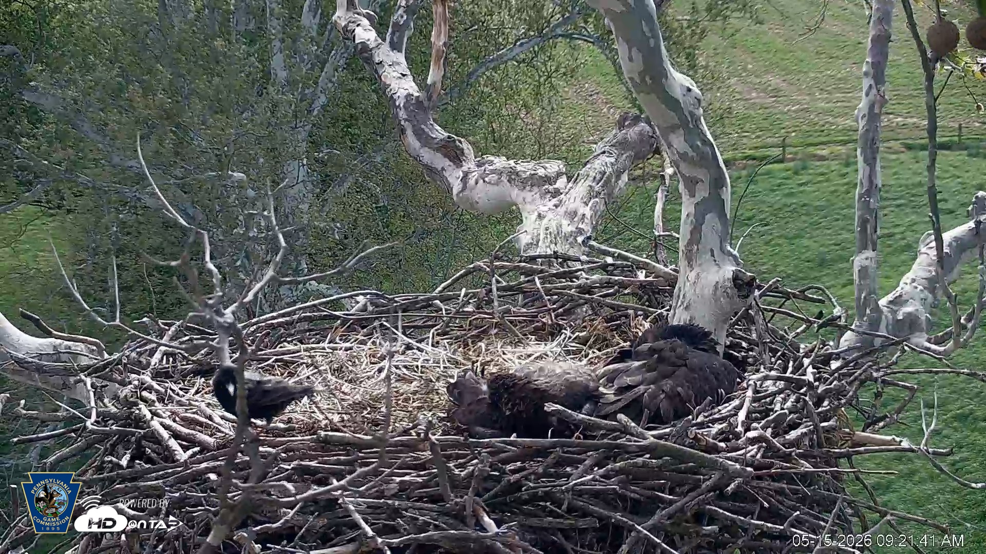 Snapshot of PA Farm Country Eagles Live Cams taken May 15, 2026, 9:22am EDT