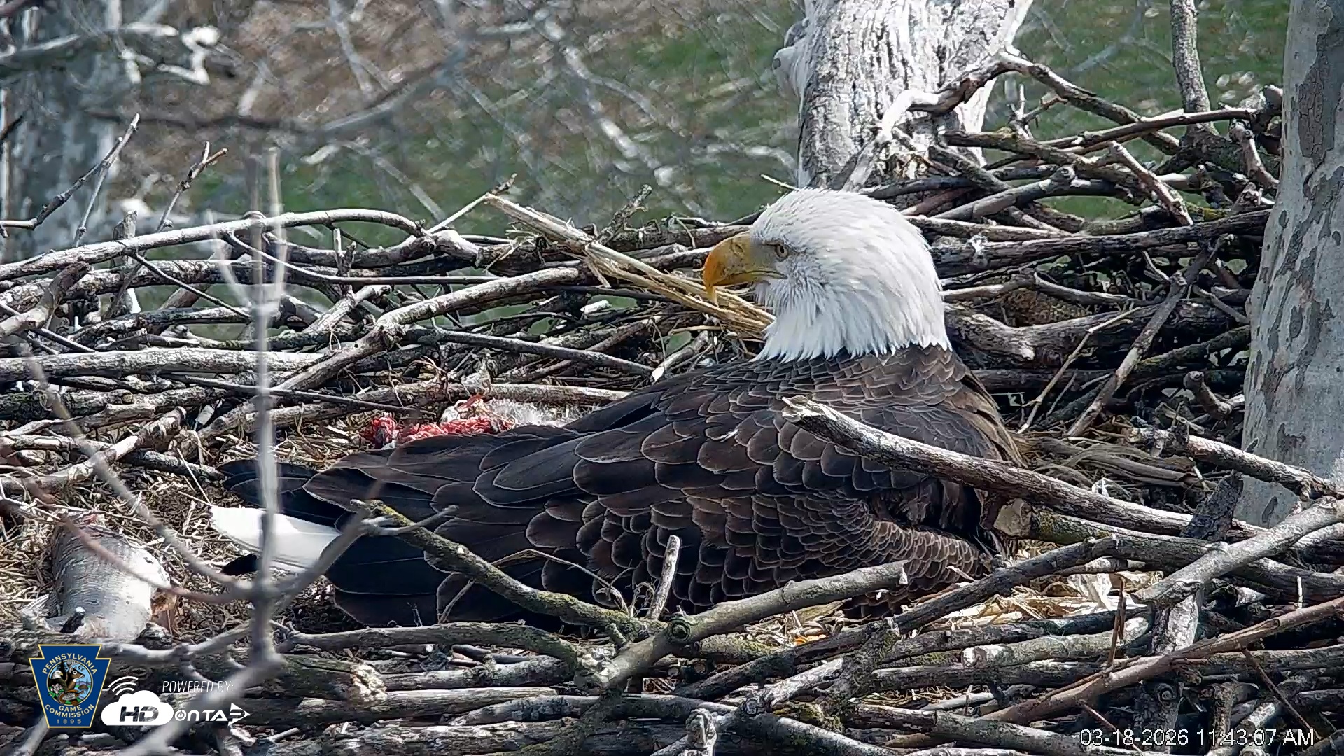 Snapshot of PA Farm Country Eagles Live Cams taken Mar 18, 2026, 11:43am EDT