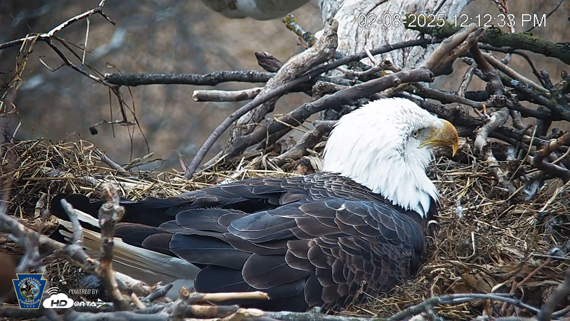 Snapshot of PA Farm Country Eagles Live Cams taken Feb 8, 2025, 12:13pm EST