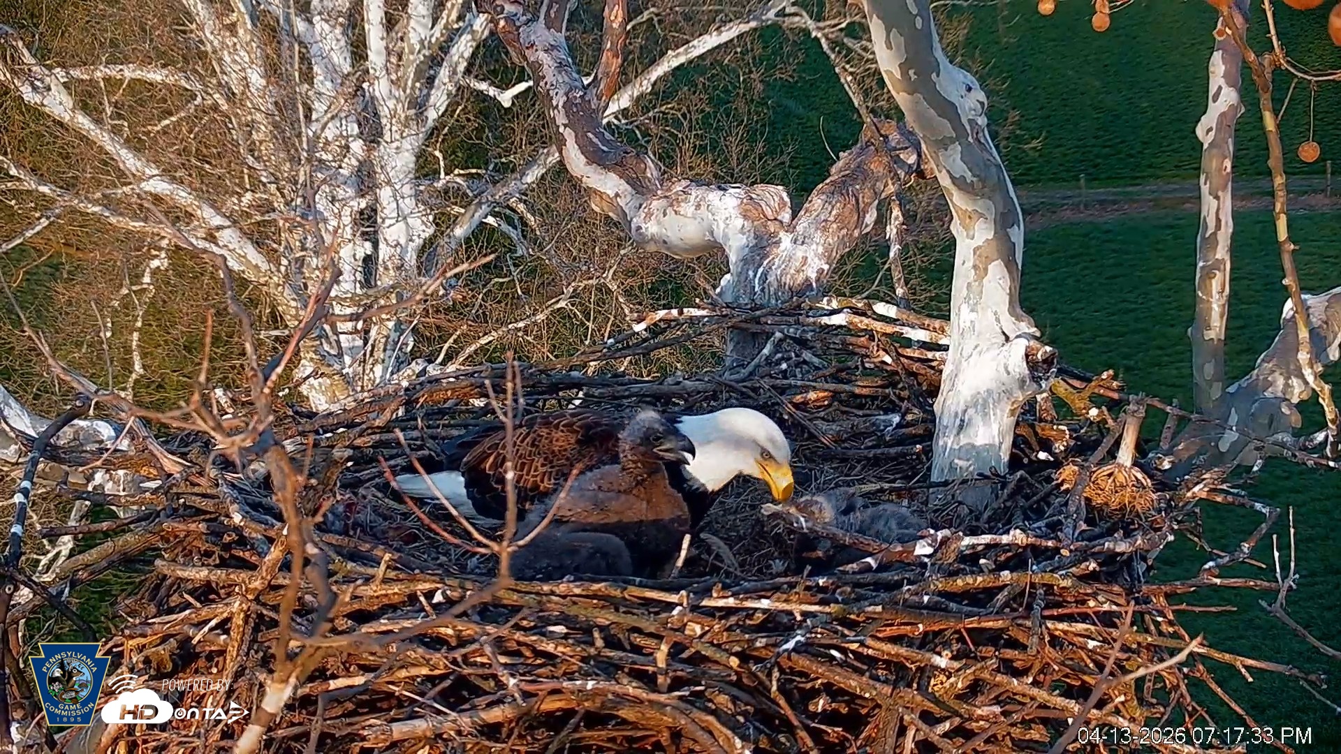 Snapshot of PA Farm Country Eagles Live Cams taken Apr 13, 2026, 7:18pm EDT