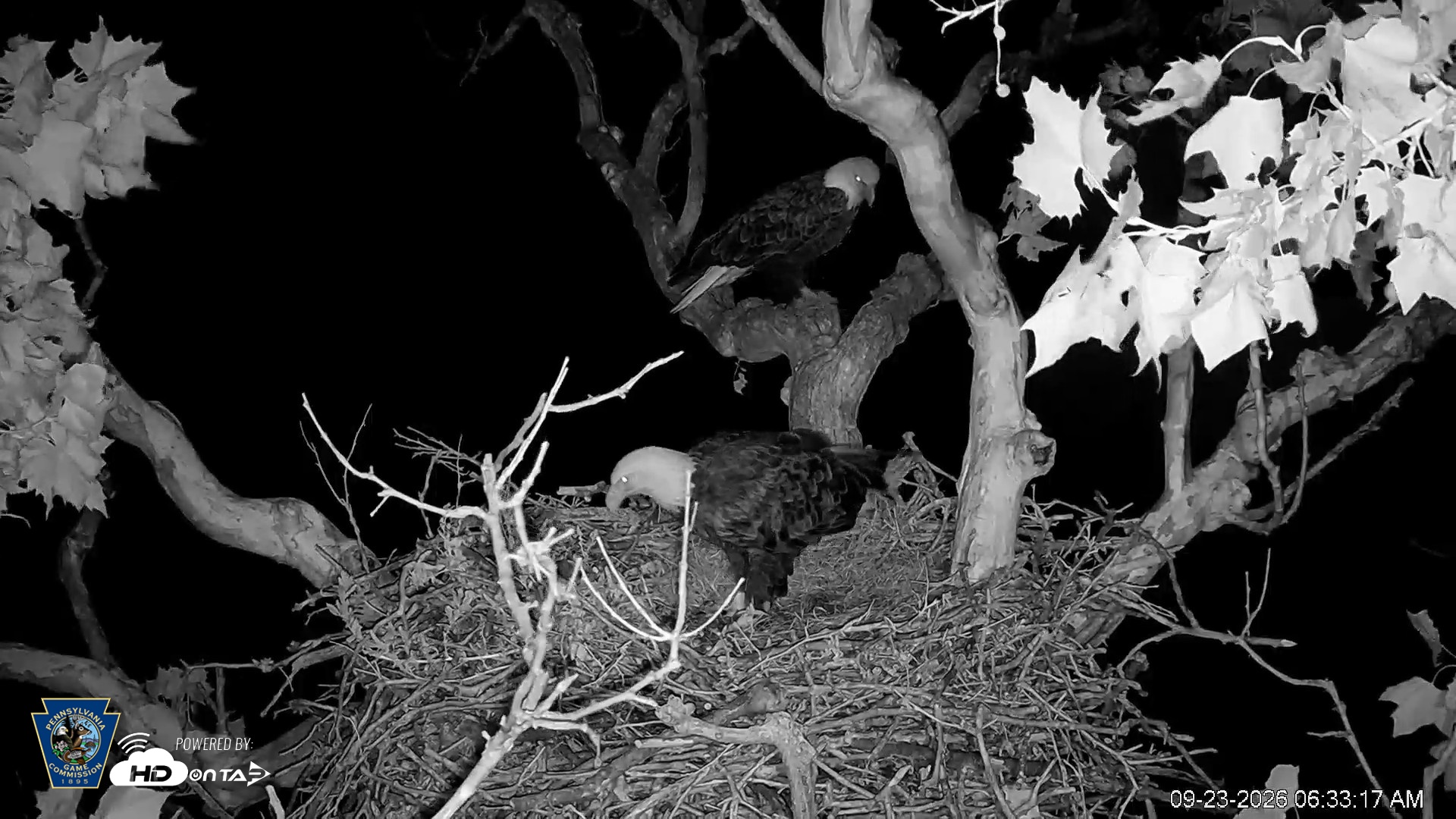 Snapshot of PA Farm Country Eagles Live Cams taken Sep 23, 2026, 6:34am EDT