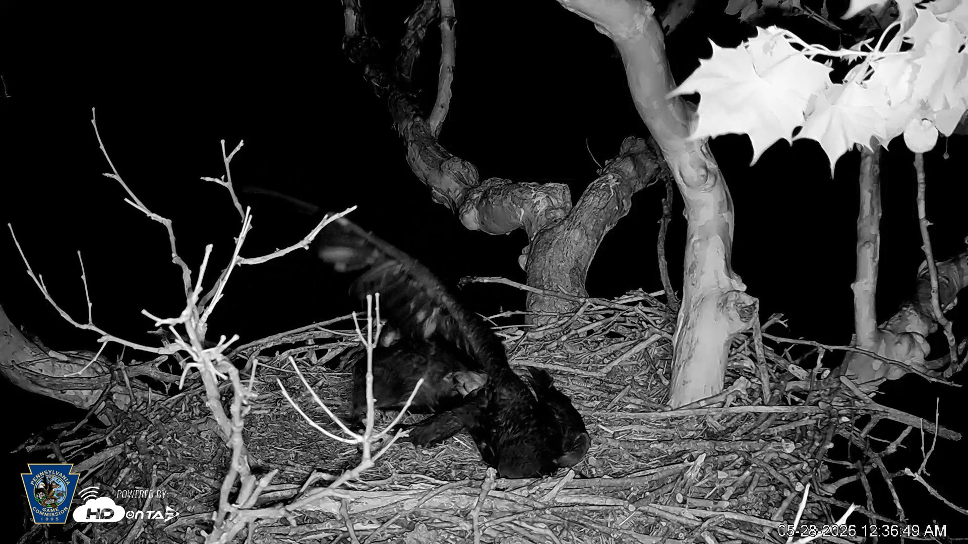 Snapshot of PA Farm Country Eagles Live Cams taken May 28, 2026, 12:37am EDT