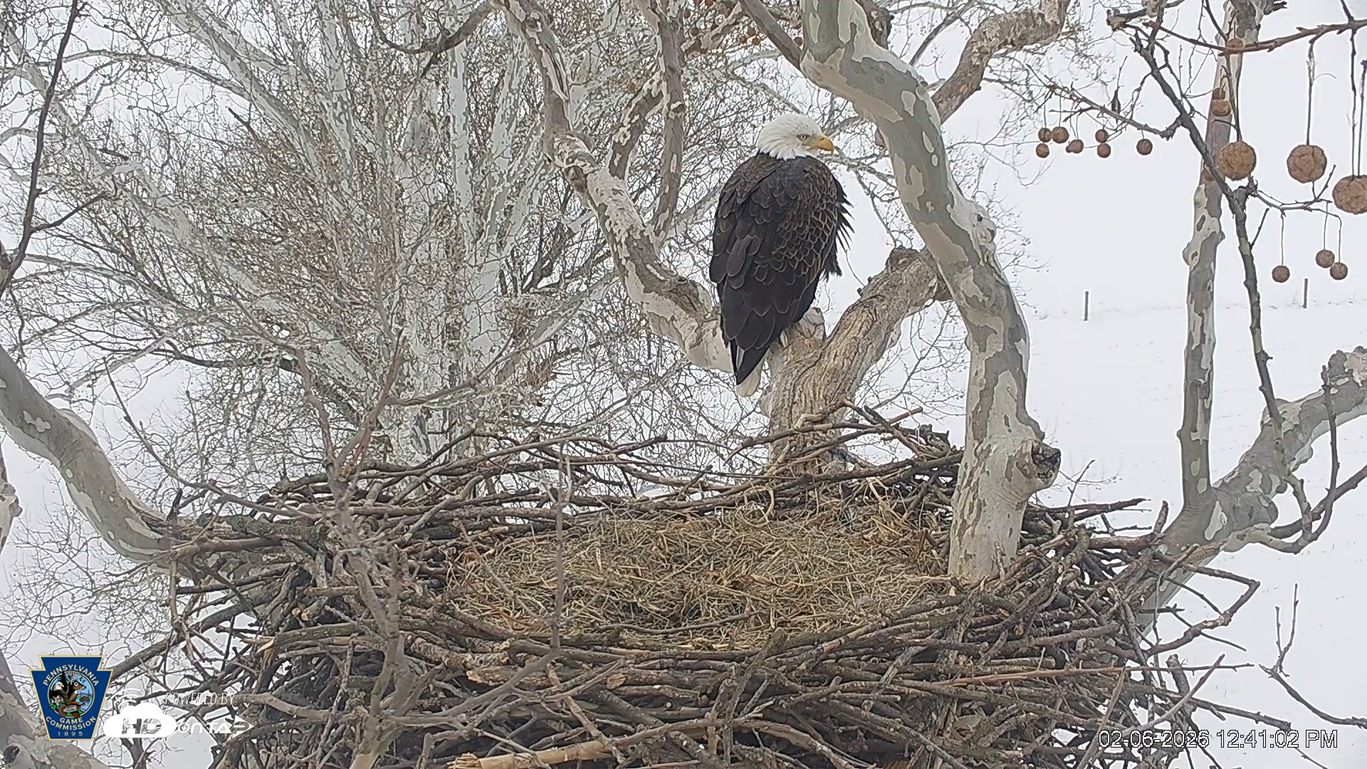 Snapshot of PA Farm Country Eagles Live Cams taken Feb 6, 2026, 12:41pm EST