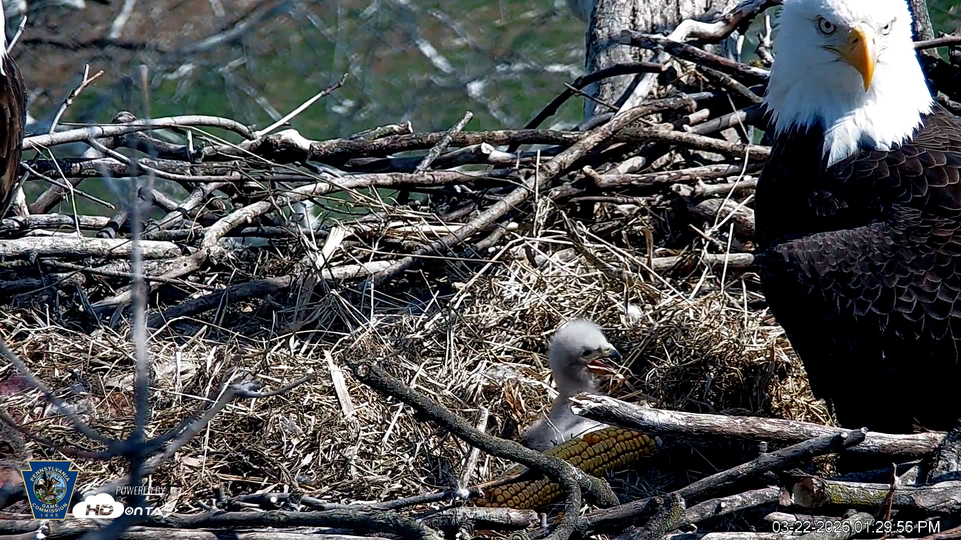 Snapshot of PA Farm Country Eagles Live Cams taken Mar 22, 2026, 1:30pm EDT