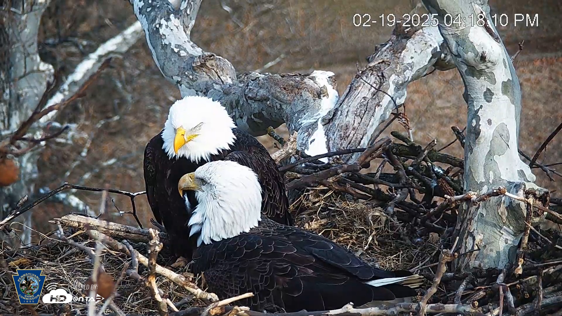 Snapshot of PA Farm Country Eagles Live Cams taken Feb 19, 2025, 4:18pm EST