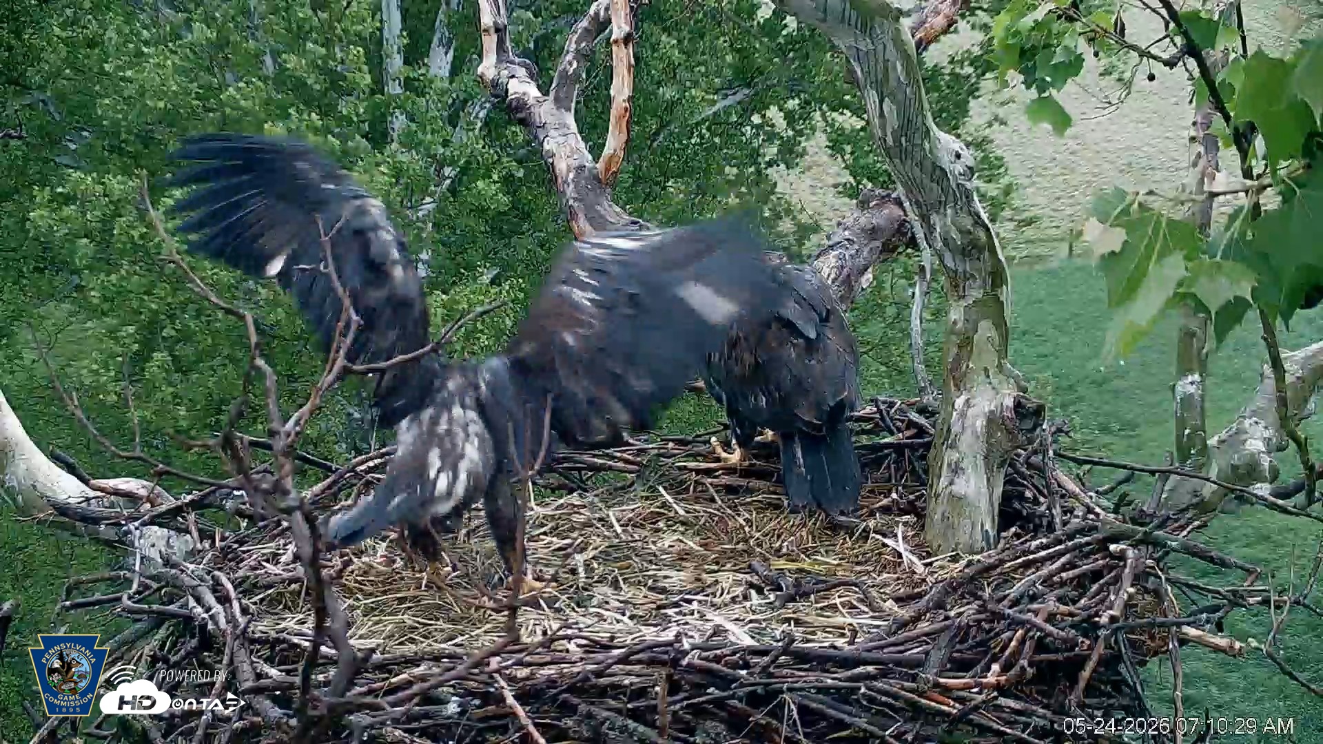 Snapshot of PA Farm Country Eagles Live Cams taken May 24, 2026, 7:11am EDT