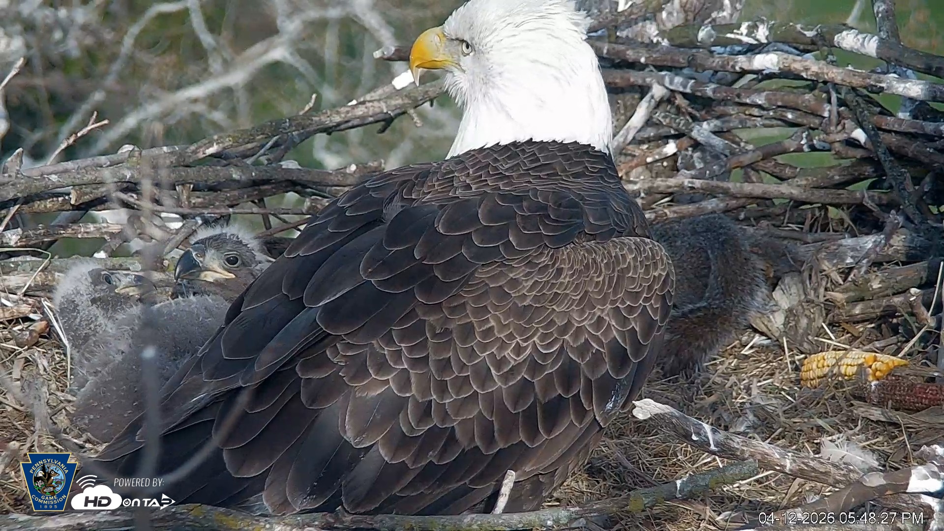 Snapshot of PA Farm Country Eagles Live Cams taken Apr 12, 2026, 5:49pm EDT