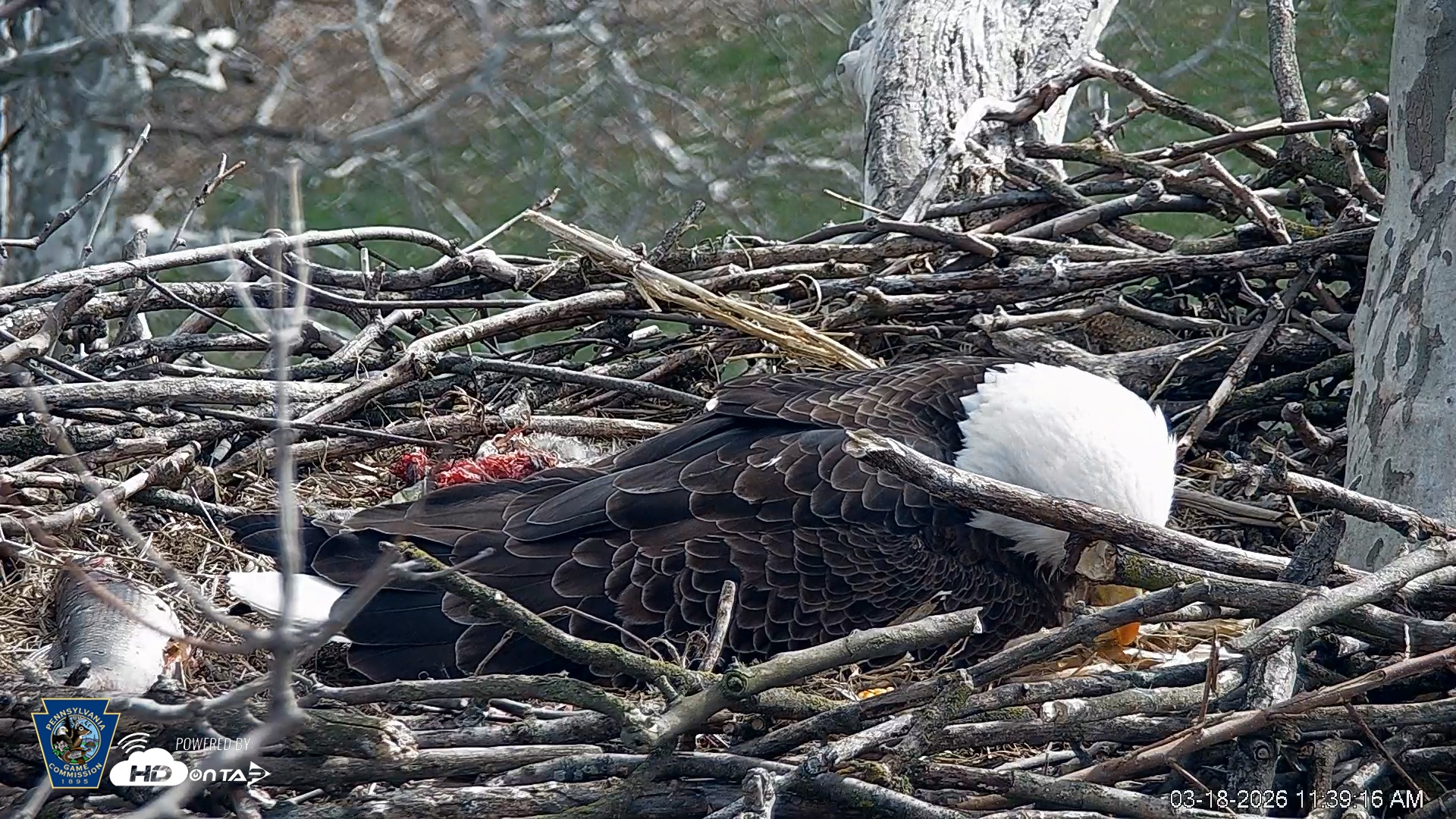 Snapshot of PA Farm Country Eagles Live Cams taken Mar 18, 2026, 11:41am EDT