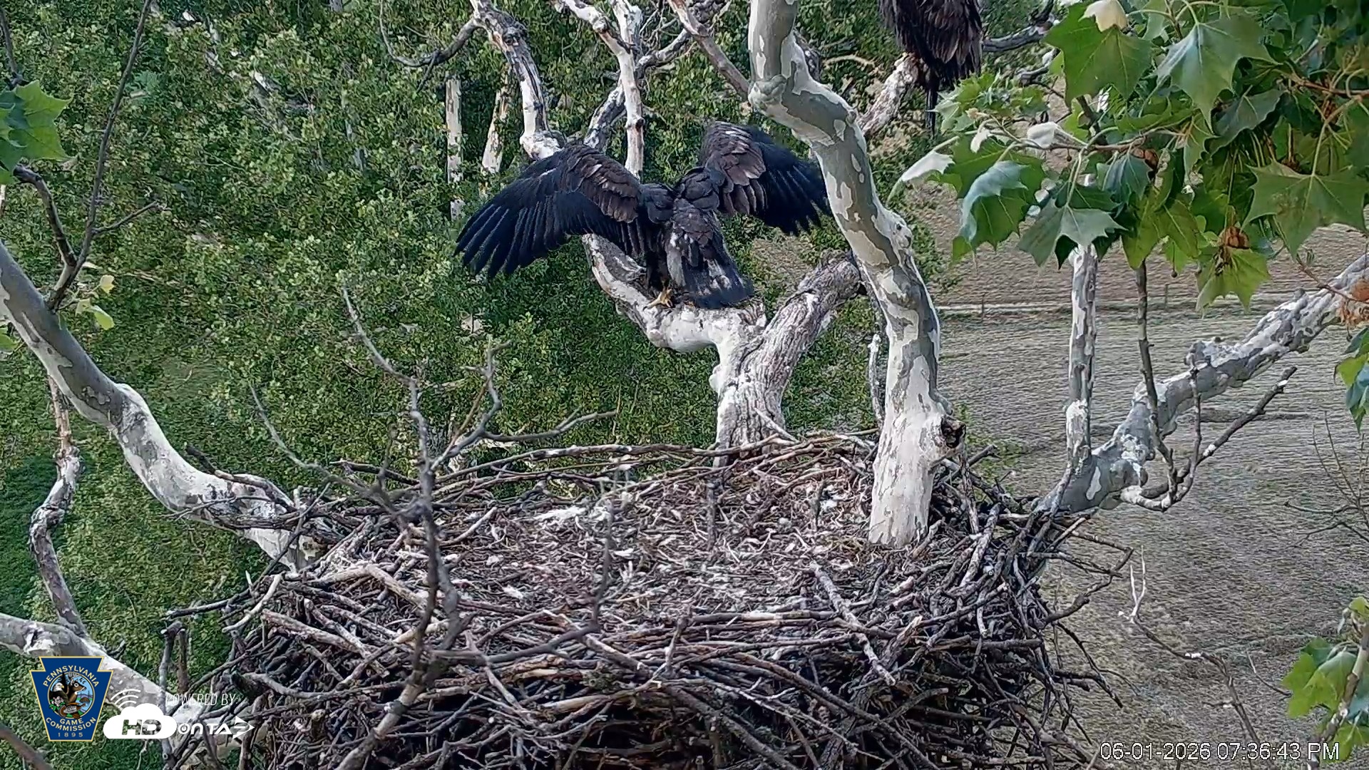 Snapshot of PA Farm Country Eagles Live Cams taken Jun 1, 2026, 7:37pm EDT