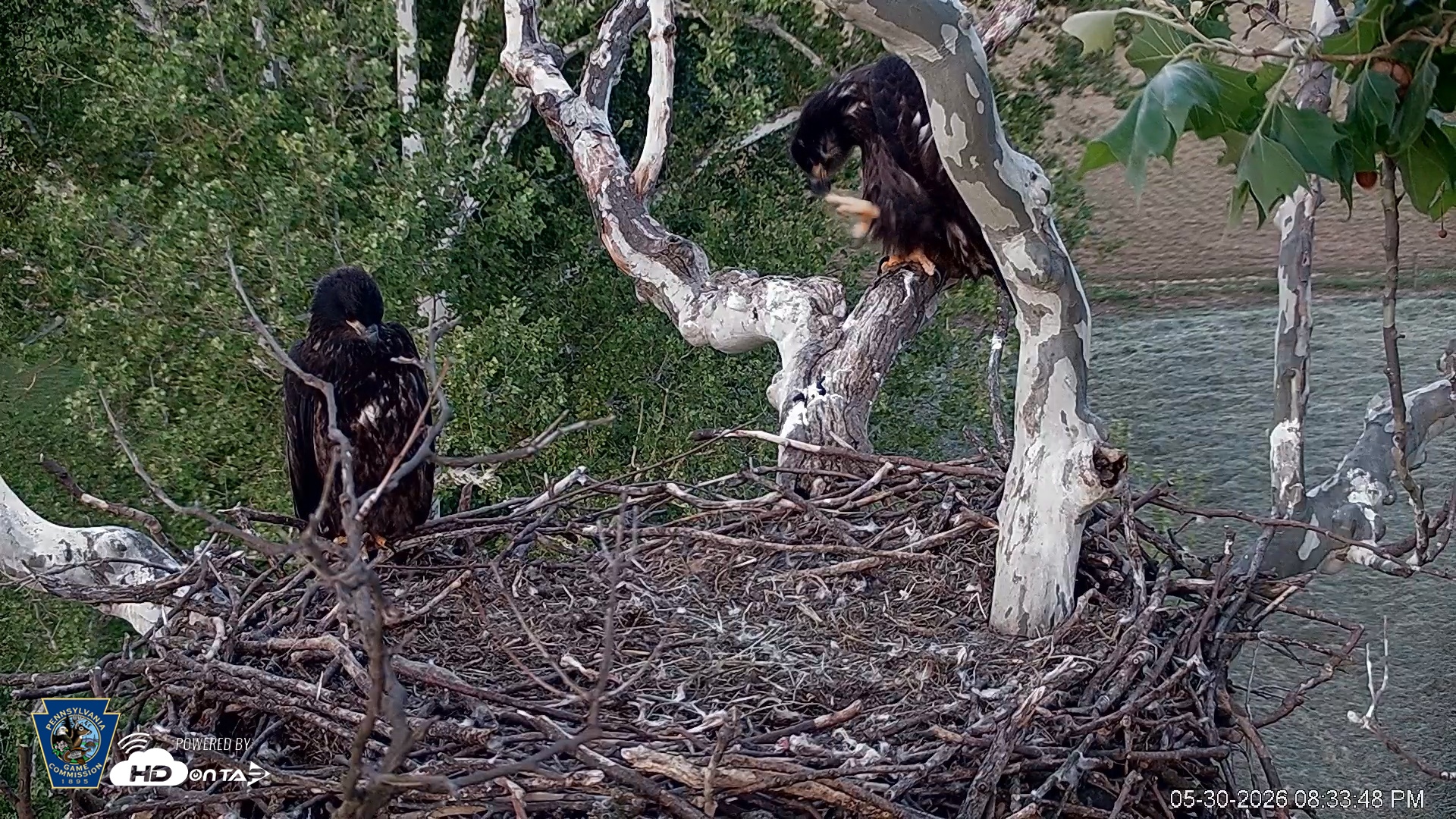 Snapshot of PA Farm Country Eagles Live Cams taken May 30, 2026, 8:34pm EDT
