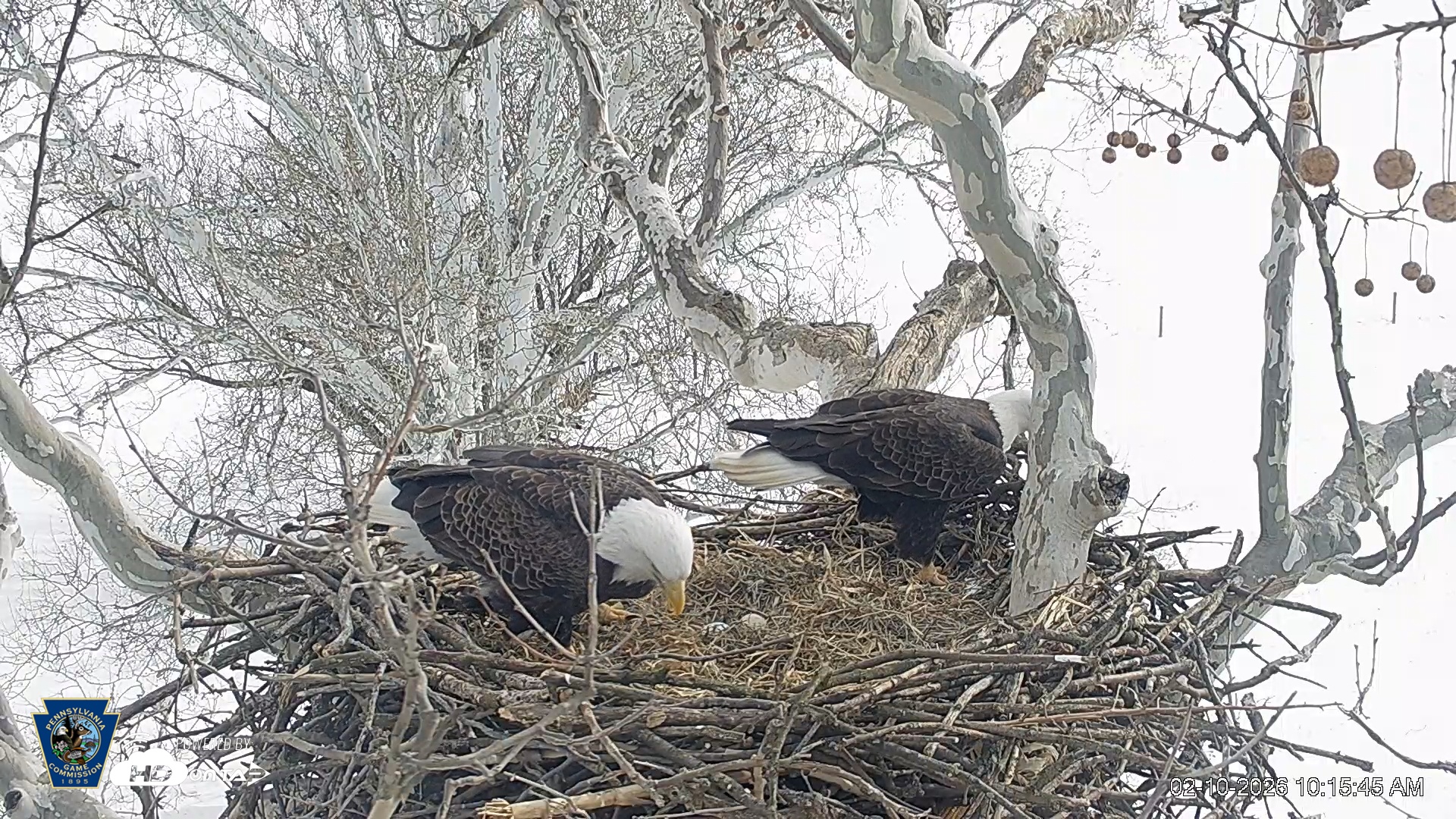 Snapshot of PA Farm Country Eagles Live Cams taken Feb 10, 2026, 10:16am EST