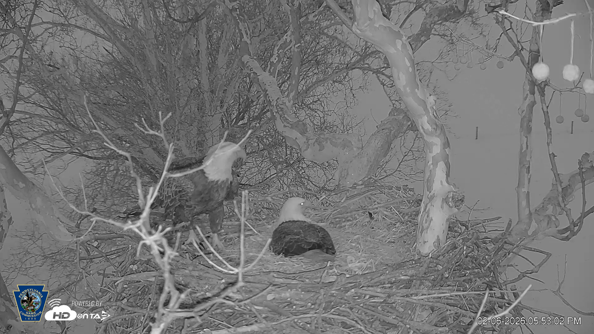 Snapshot of PA Farm Country Eagles Live Cams taken Feb 6, 2026, 5:53pm EST