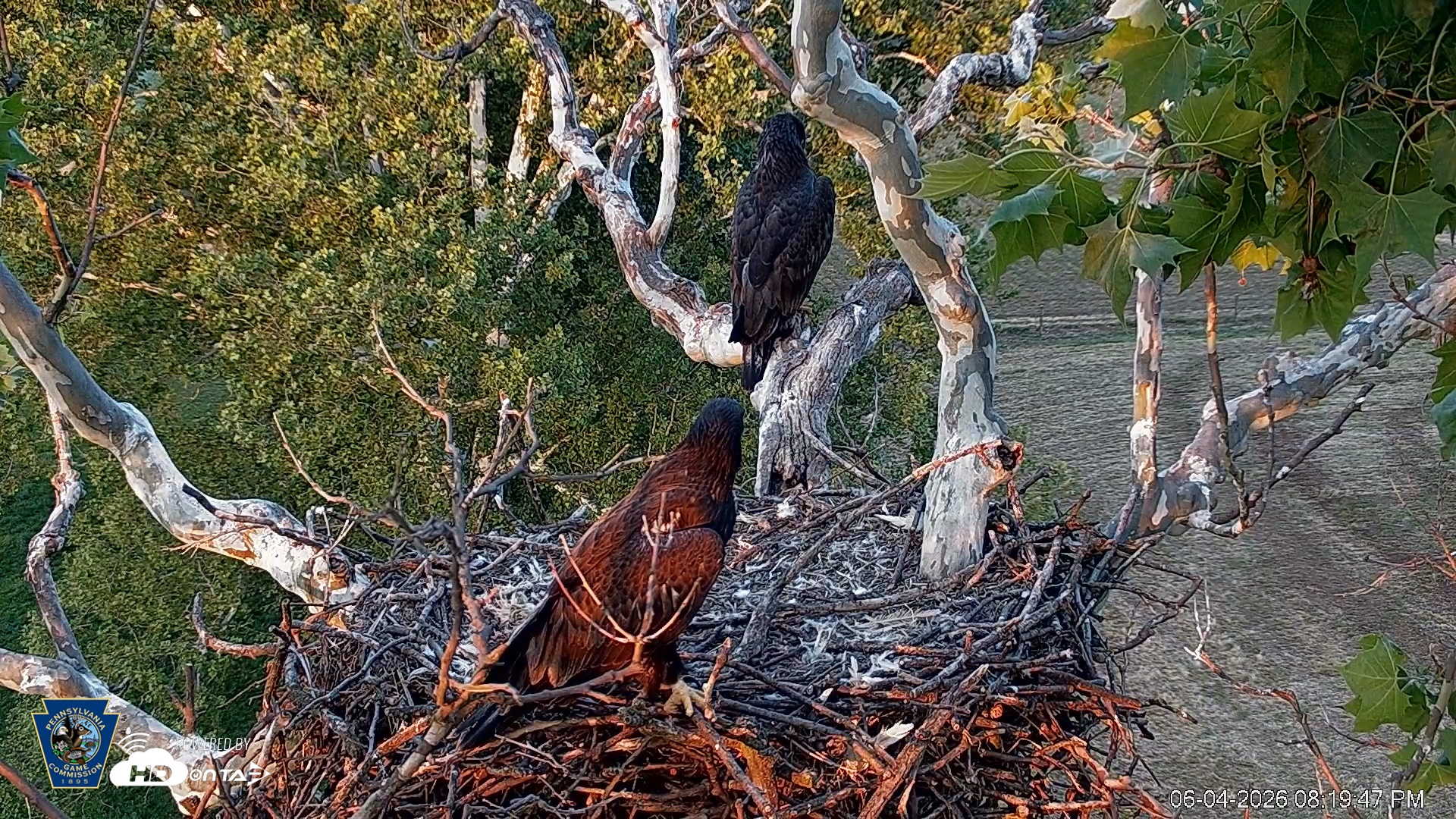 Snapshot of PA Farm Country Eagles Live Cams taken Jun 4, 2026, 8:20pm EDT