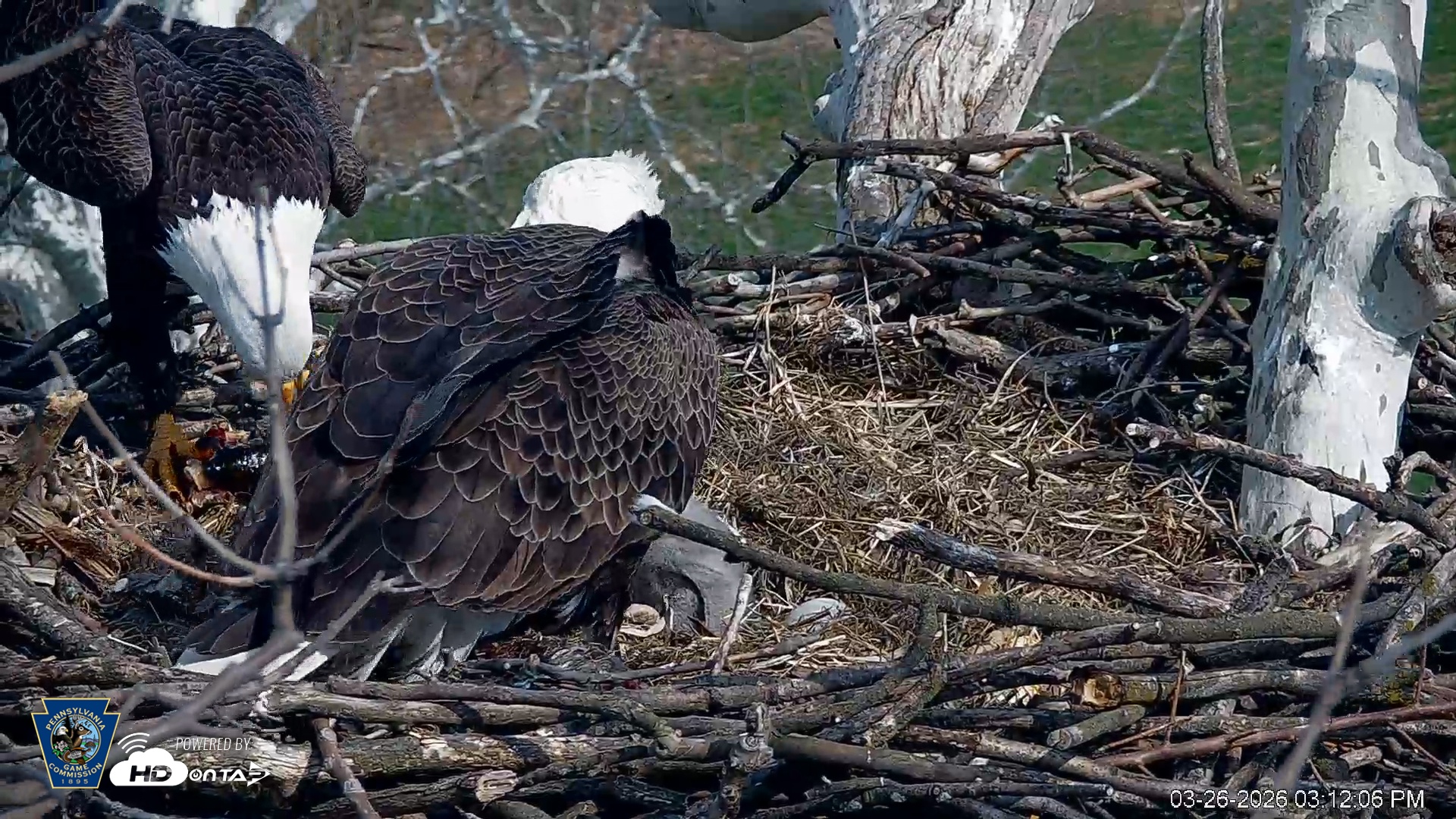 Snapshot of PA Farm Country Eagles Live Cams taken Mar 26, 2026, 3:13pm EDT