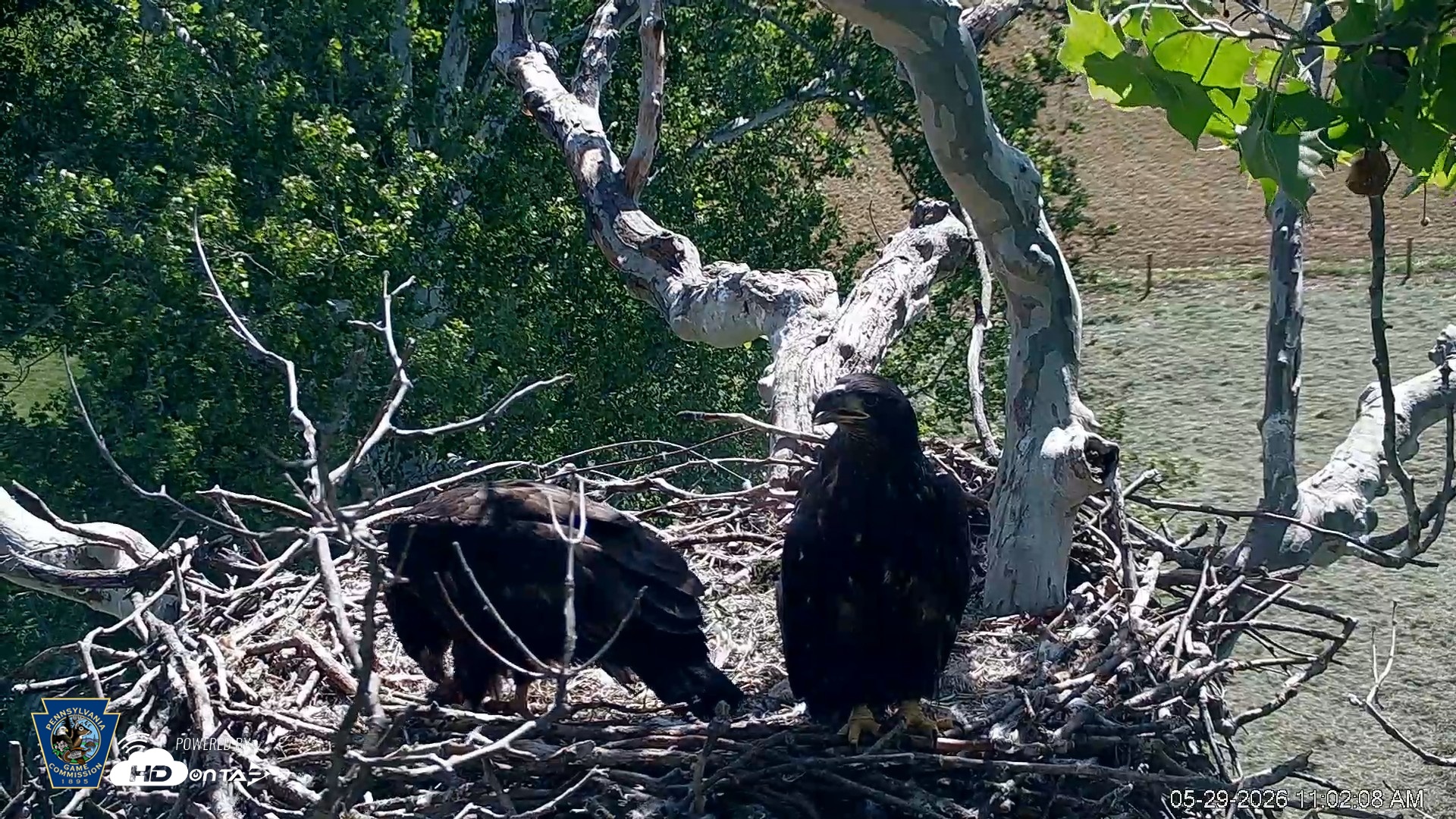 Snapshot of PA Farm Country Eagles Live Cams taken May 29, 2026, 11:03am EDT