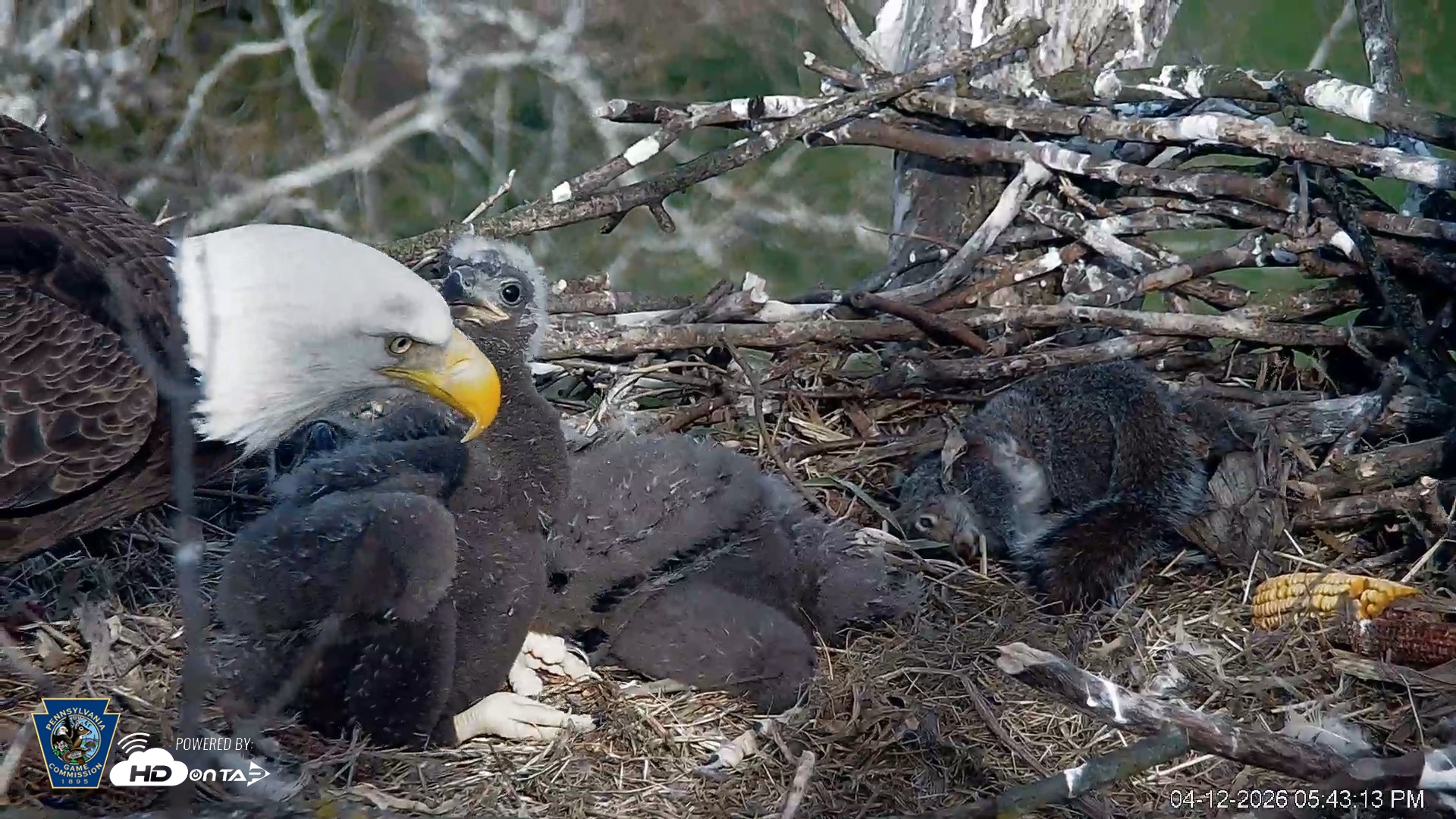 Snapshot of PA Farm Country Eagles Live Cams taken Apr 12, 2026, 5:44pm EDT