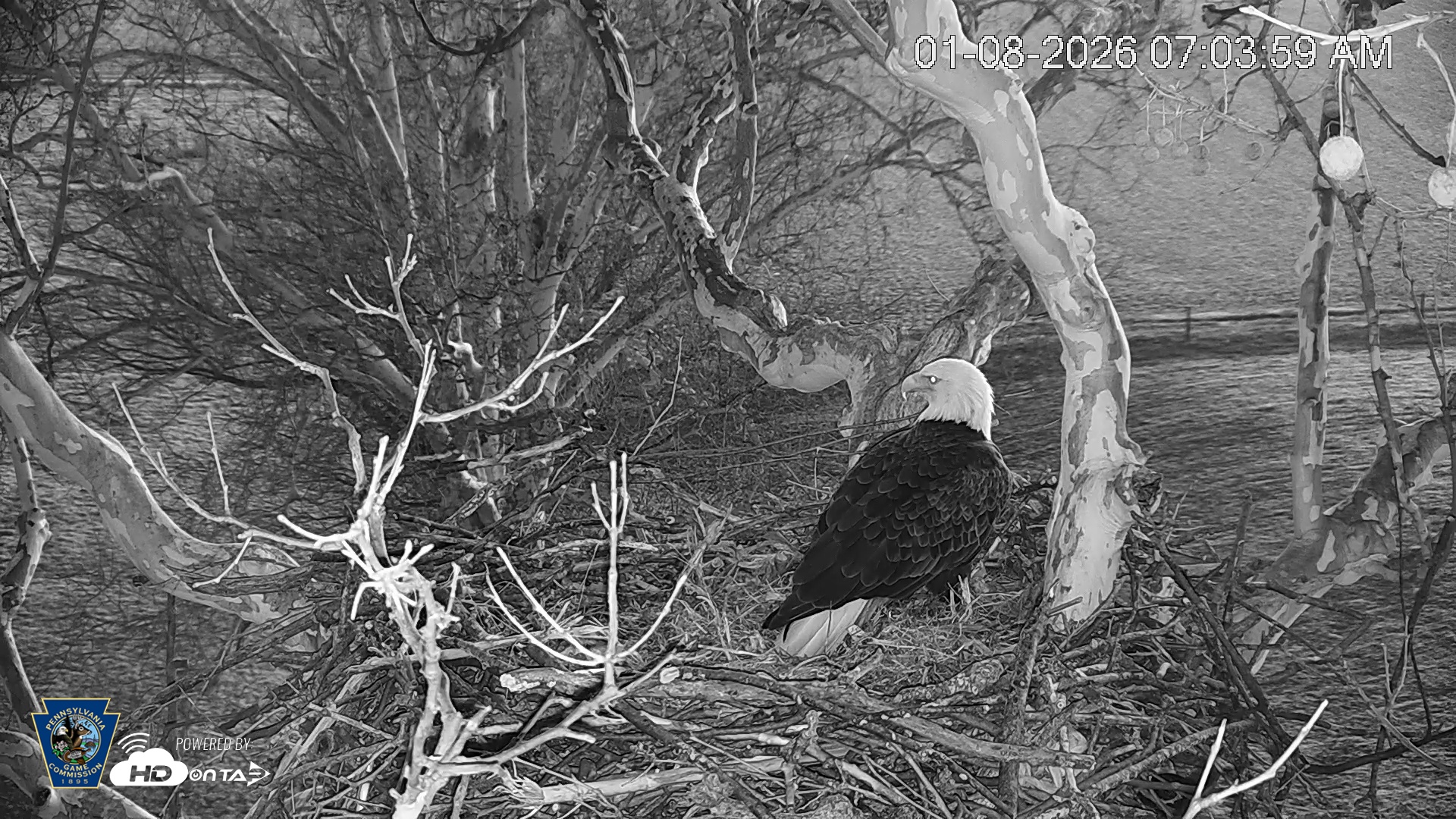Snapshot of PA Farm Country Eagles Live Cams taken Jan 8, 2026, 7:04am EST