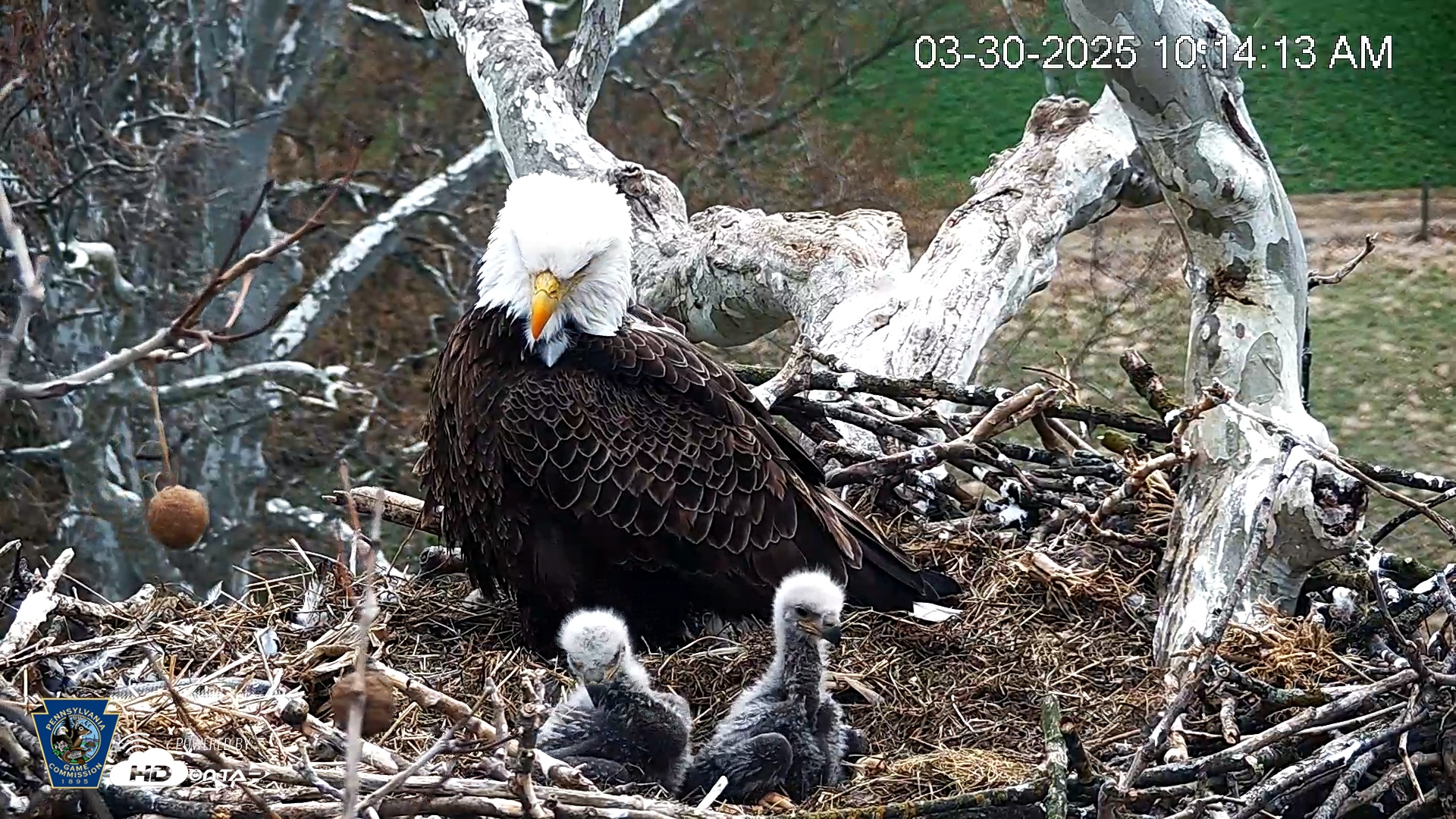 Snapshot of PA Farm Country Eagles Live Cams taken Mar 30, 2025, 10:14am EDT
