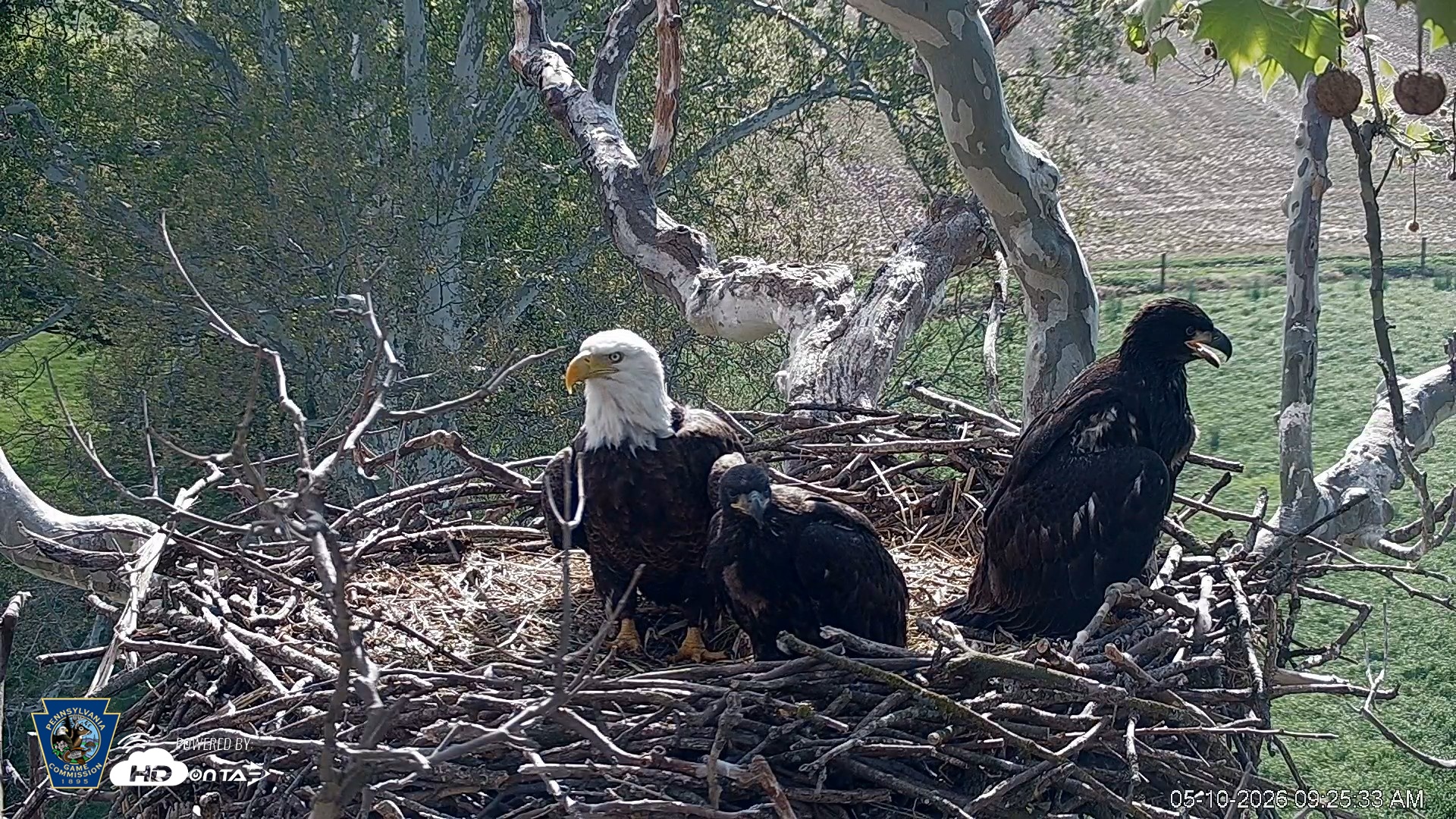Snapshot of PA Farm Country Eagles Live Cams taken May 10, 2026, 9:26am EDT