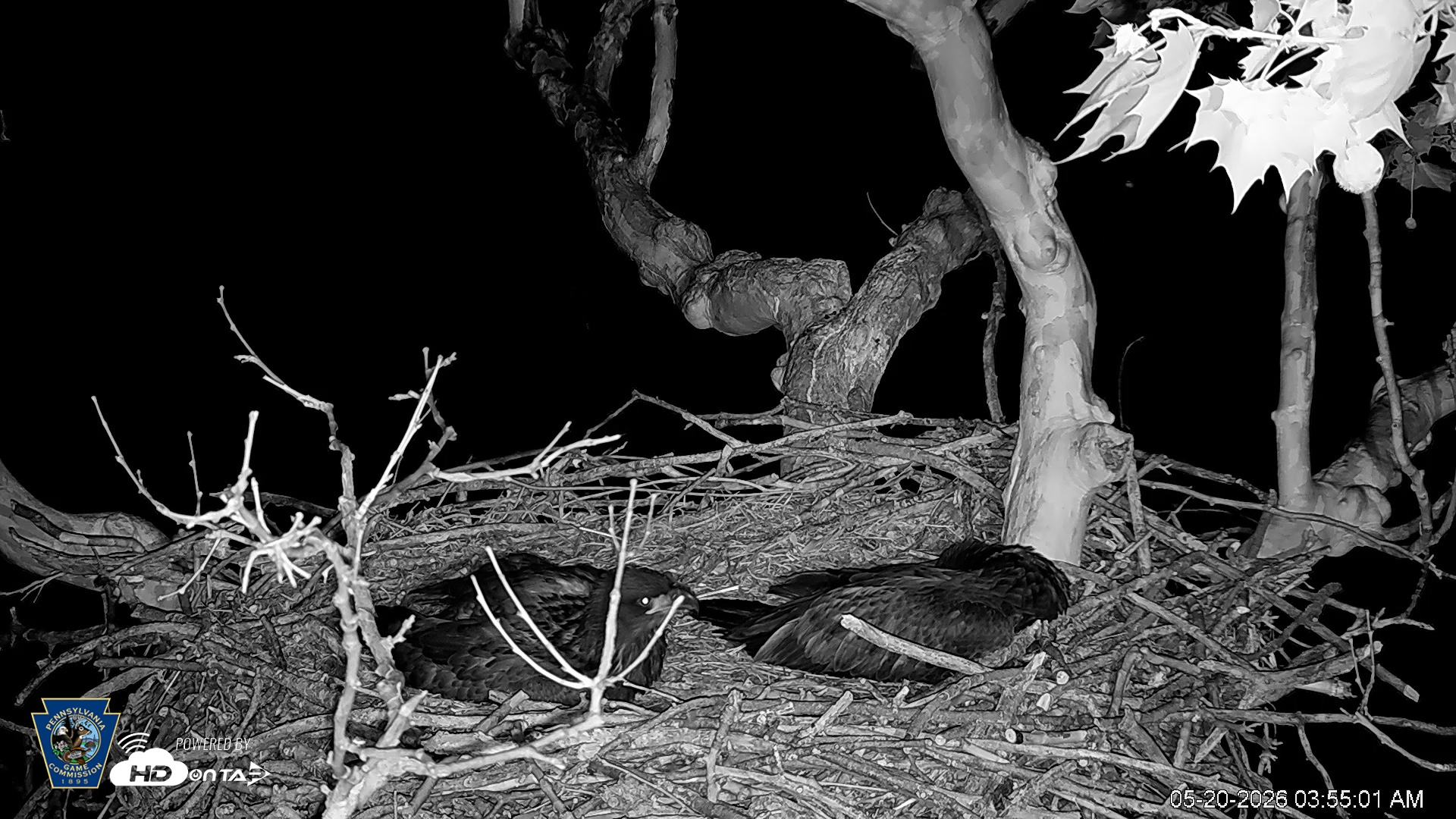 Snapshot of PA Farm Country Eagles Live Cams taken May 20, 2026, 3:56am EDT
