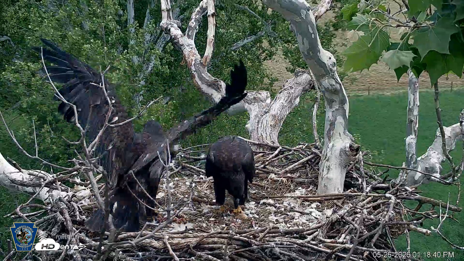 Snapshot of PA Farm Country Eagles Live Cams taken May 26, 2026, 1:19pm EDT