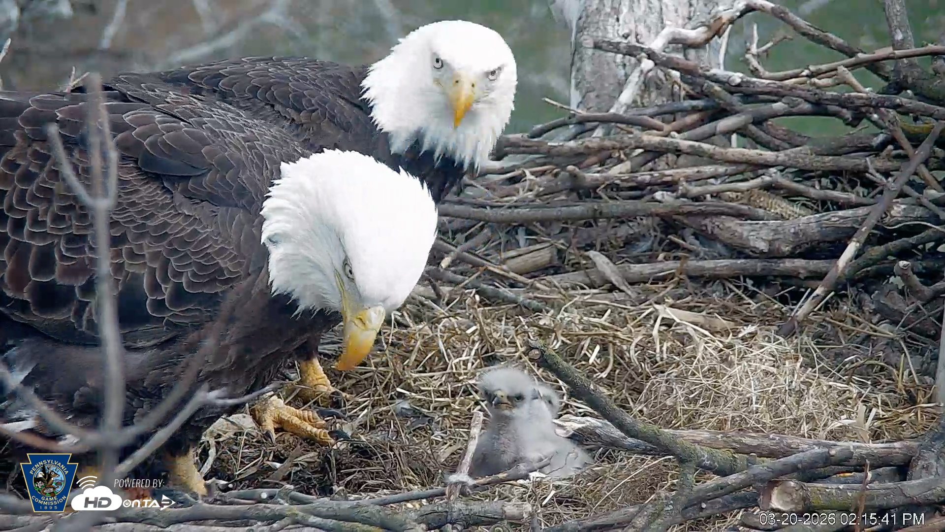 Snapshot of PA Farm Country Eagles Live Cams taken Mar 20, 2026, 2:19pm EDT