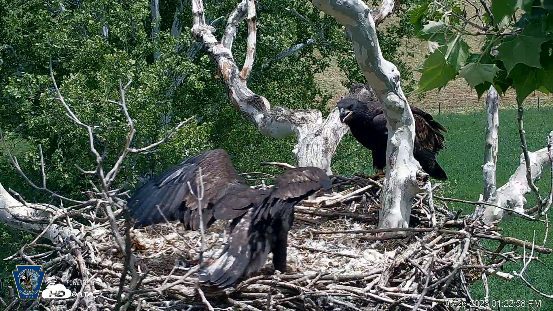 Snapshot of PA Farm Country Eagles Live Cams taken May 26, 2026, 1:23pm EDT