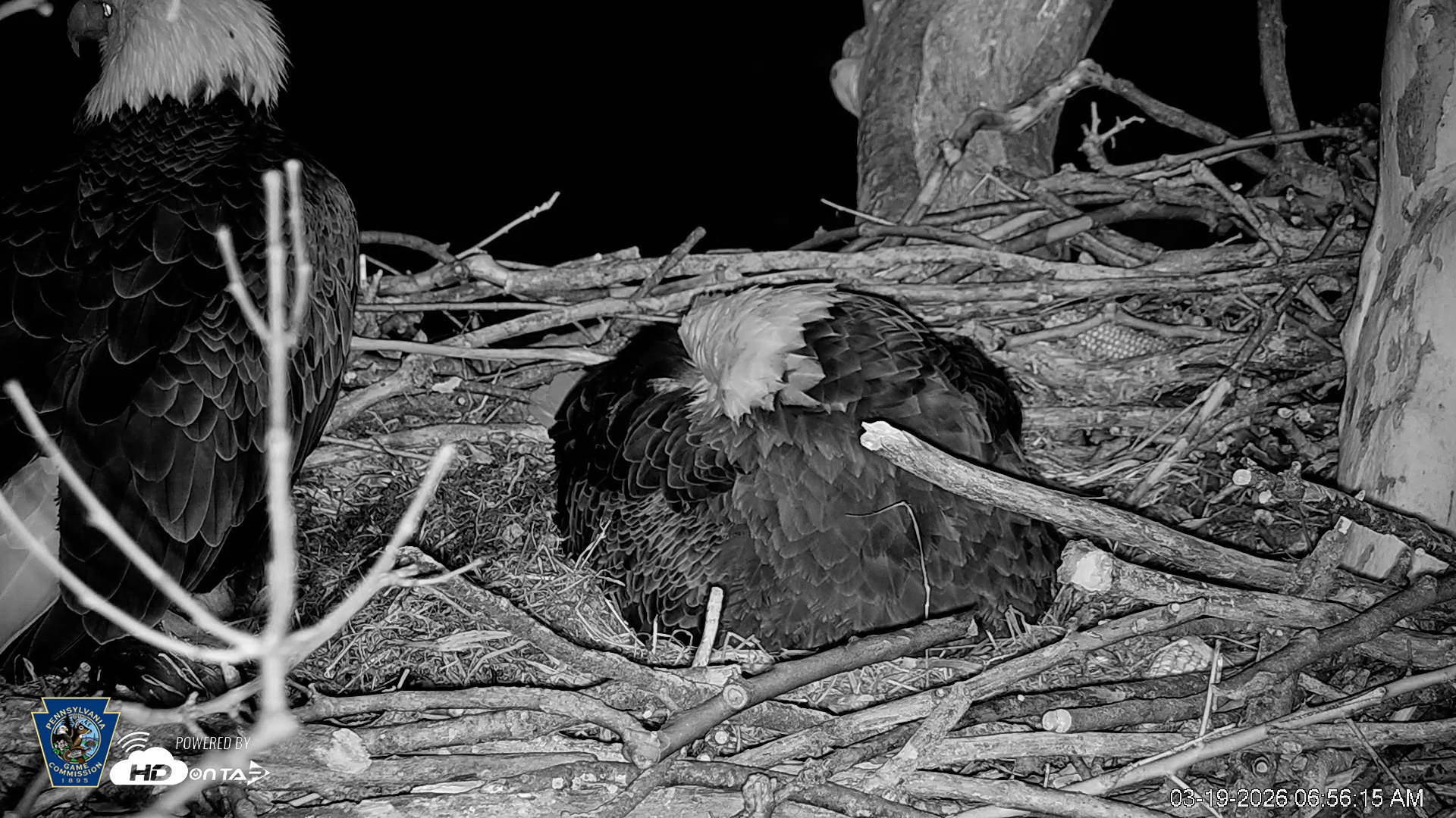 Snapshot of PA Farm Country Eagles Live Cams taken Mar 19, 2026, 6:57am EDT