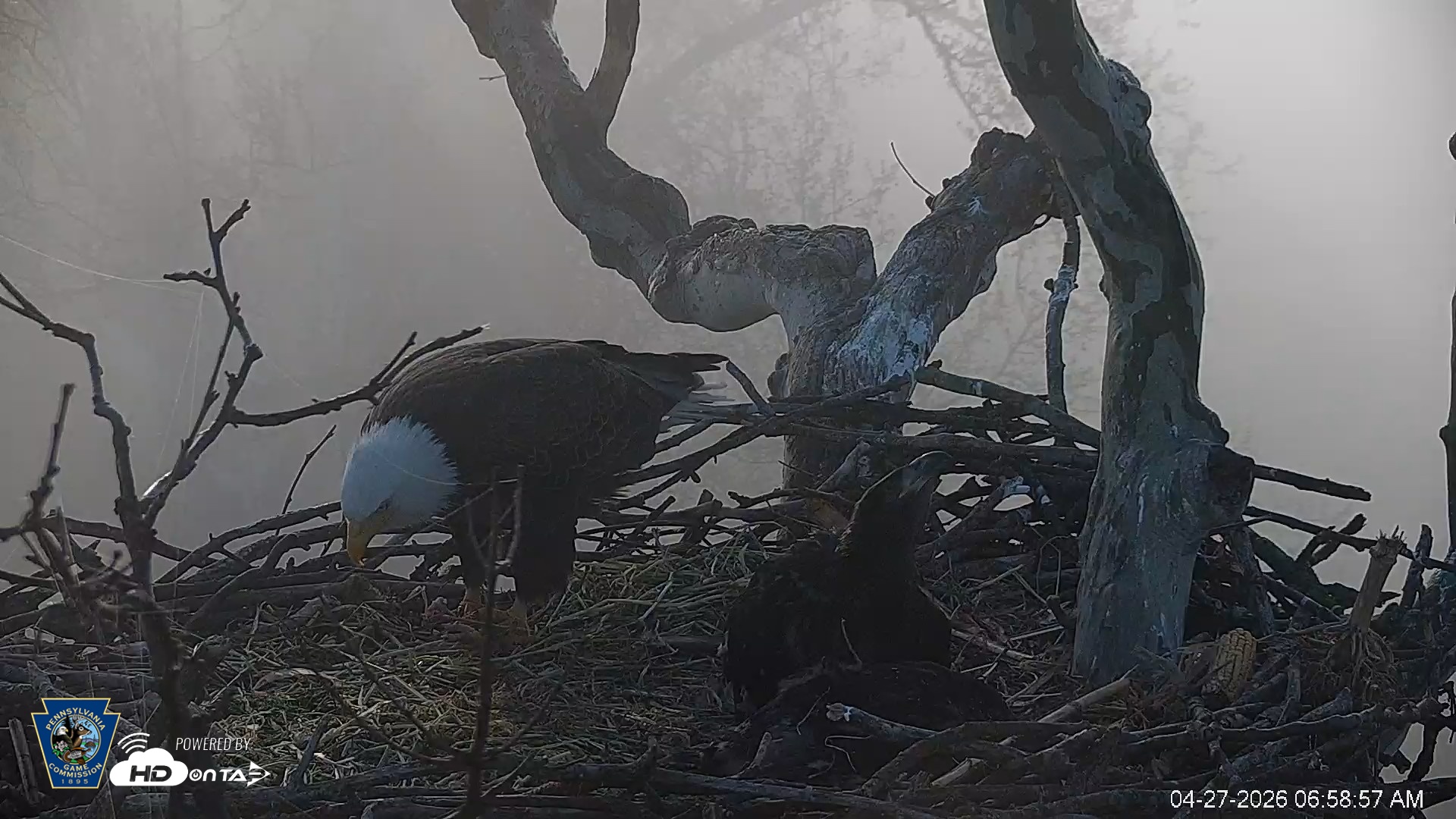 Snapshot of PA Farm Country Eagles Live Cams taken Apr 27, 2026, 6:59am EDT