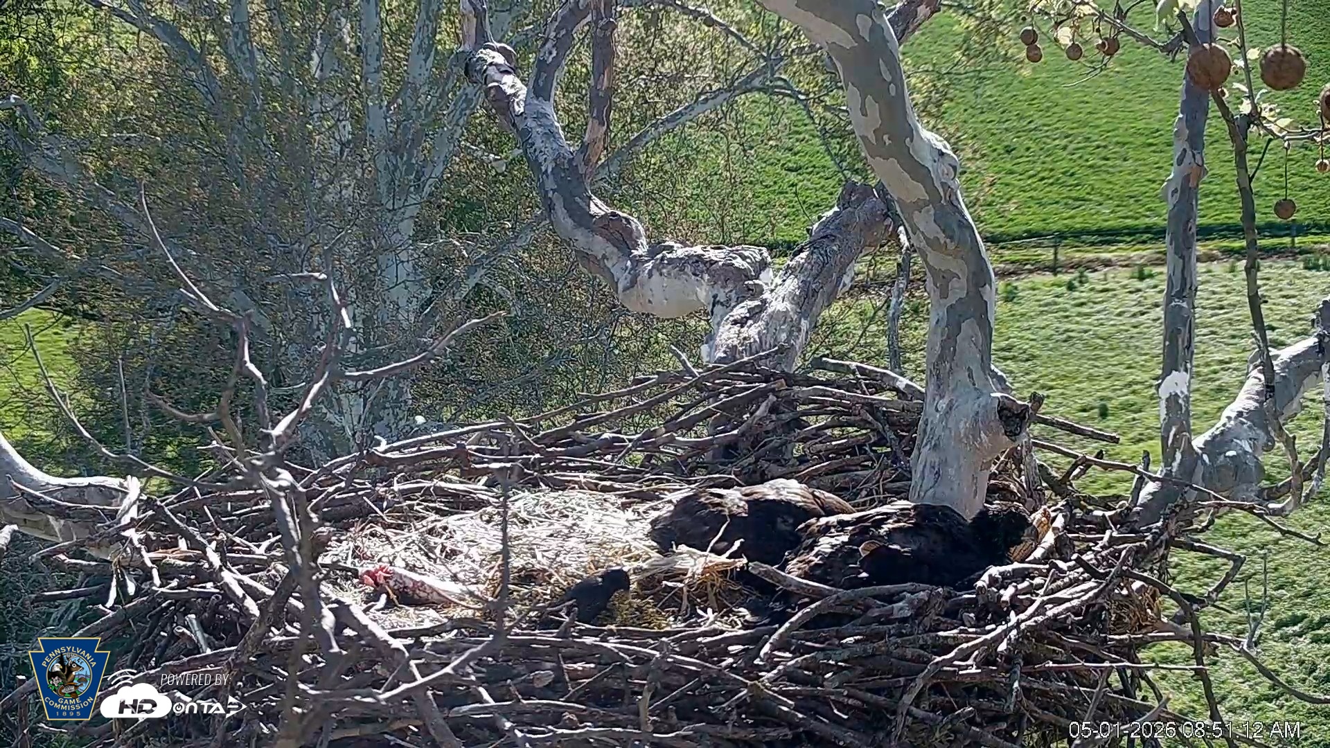 Snapshot of PA Farm Country Eagles Live Cams taken May 1, 2026, 8:51am EDT