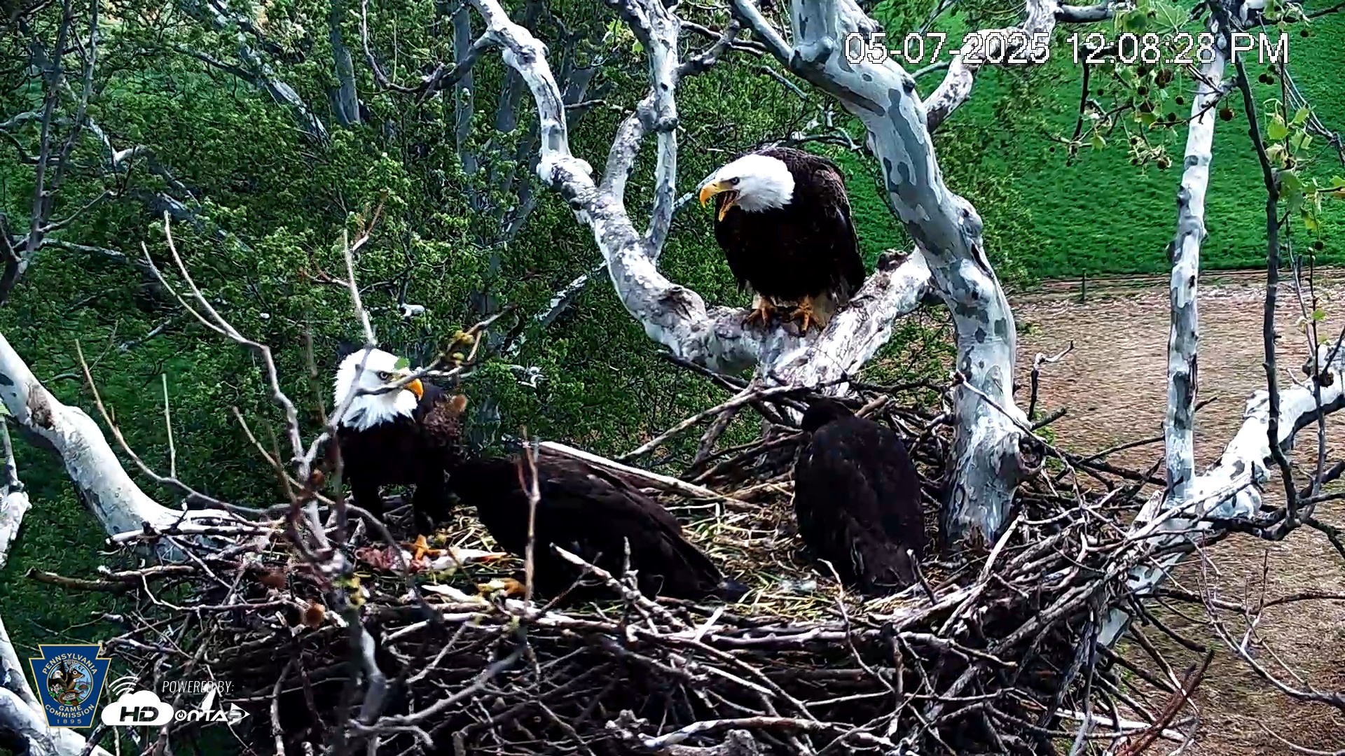 Snapshot of PA Farm Country Eagles Live Cams taken May 7, 2025, 12:09pm EDT