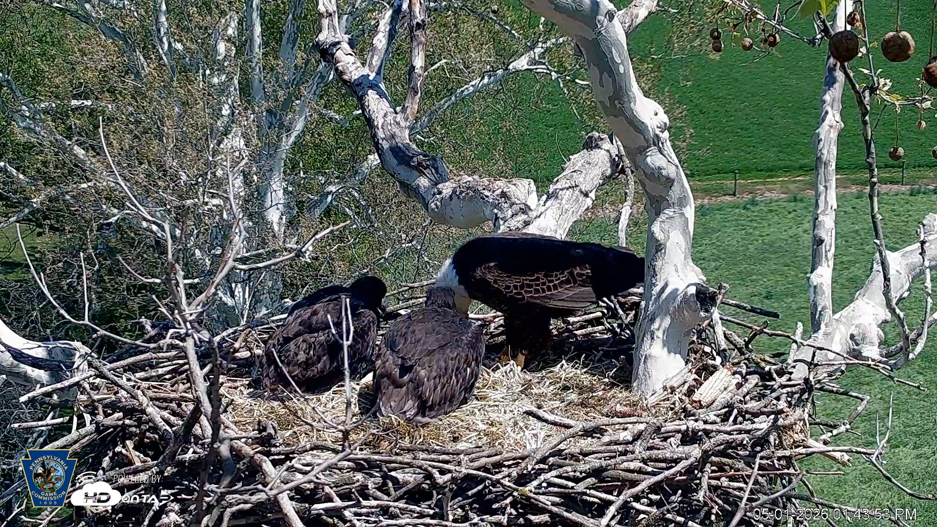 Snapshot of PA Farm Country Eagles Live Cams taken May 1, 2026, 1:44pm EDT