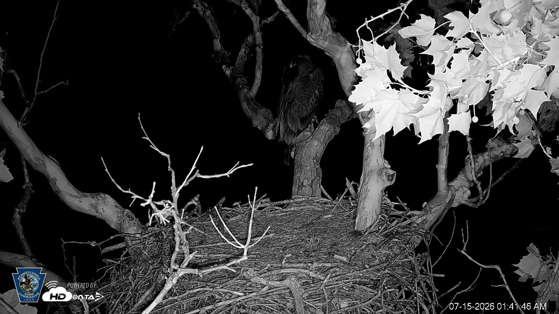 Snapshot of PA Farm Country Eagles Live Cams taken Jul 15, 2026, 1:42am EDT
